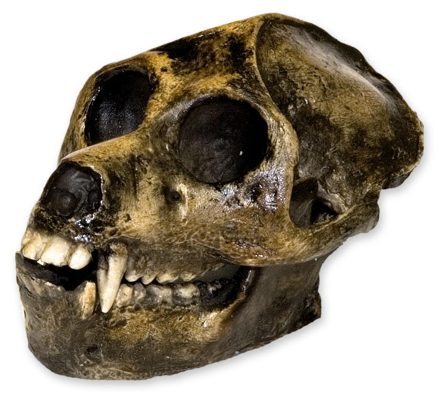 Authentic Replica Aegyptopithecus Skull - High-Quality Fossil Model for Education, Museum Display & Paleontology Study | Perfect for Science Classrooms, Collector Displays & Evolutionary Research