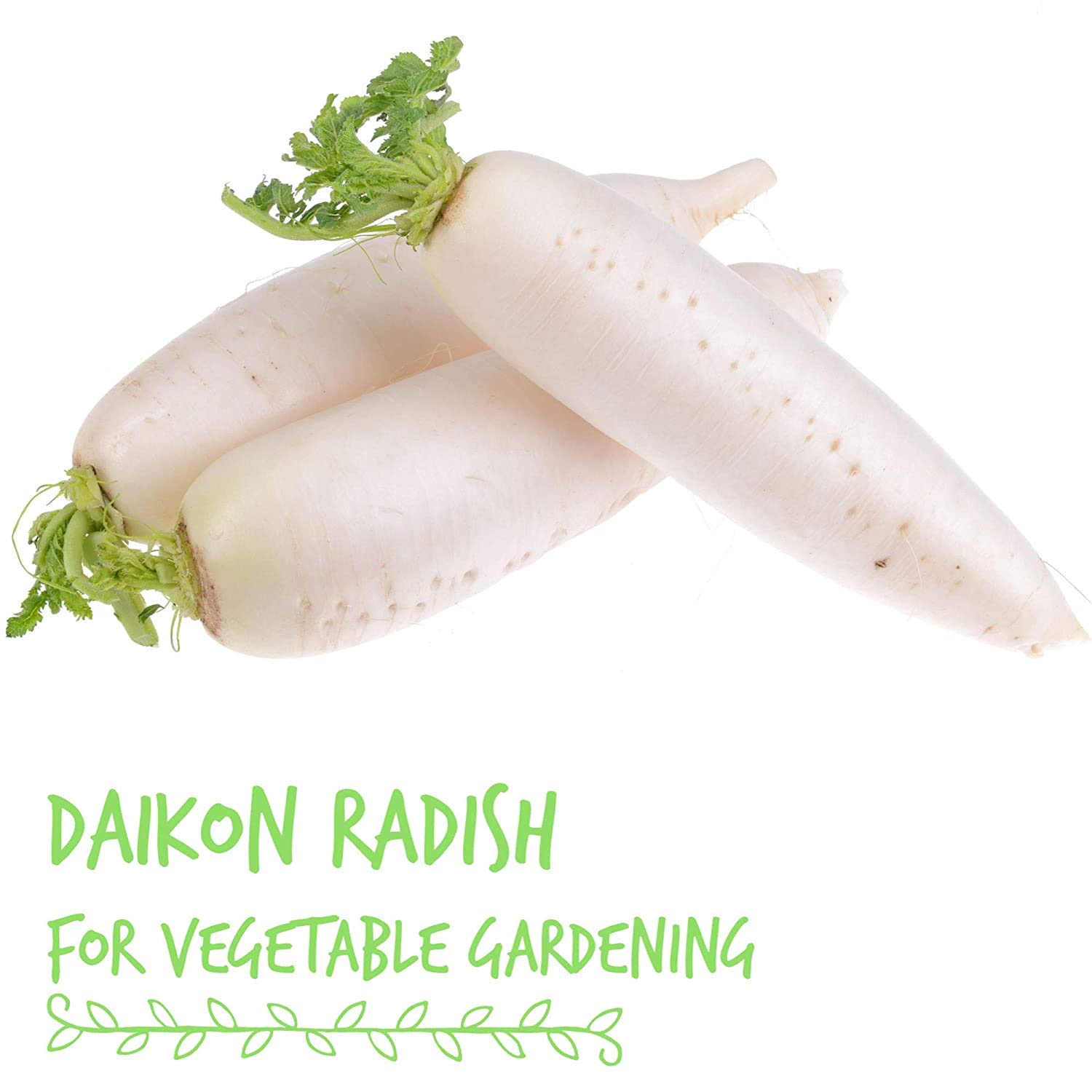Organic Radish Sprouting Seeds - 4 Oz Non-GMO Heirloom Seeds for Microgreens, Hydroponics, Gardening, Cooking & Food Storage - Perfect for Salads, Sandwiches, Soups & Healthy Eating