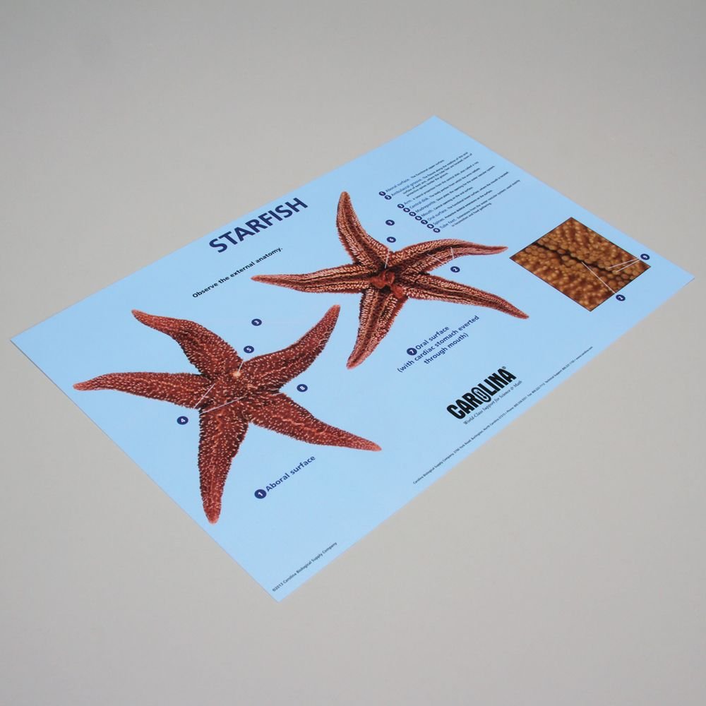 Premium Carolina Starfish Dissection Mat - Durable Non-Slip Lab Mat for Biology Classrooms & Marine Science Studies - Perfect for High School Dissections & Homeschool Science Projects