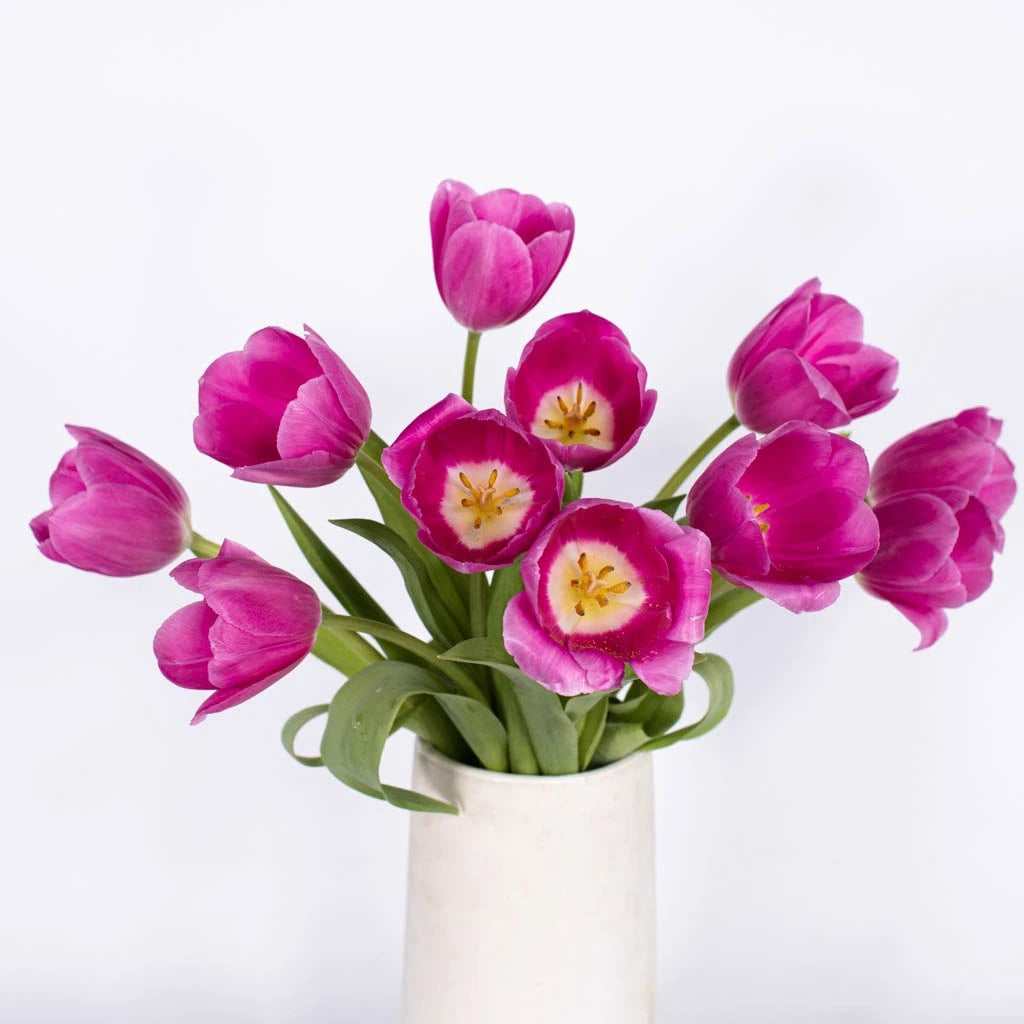 Bulk Pink Tulips - Fresh Cut Flowers for Weddings, Home Decor, and Floral Arrangements | Barcelona Style Blooms