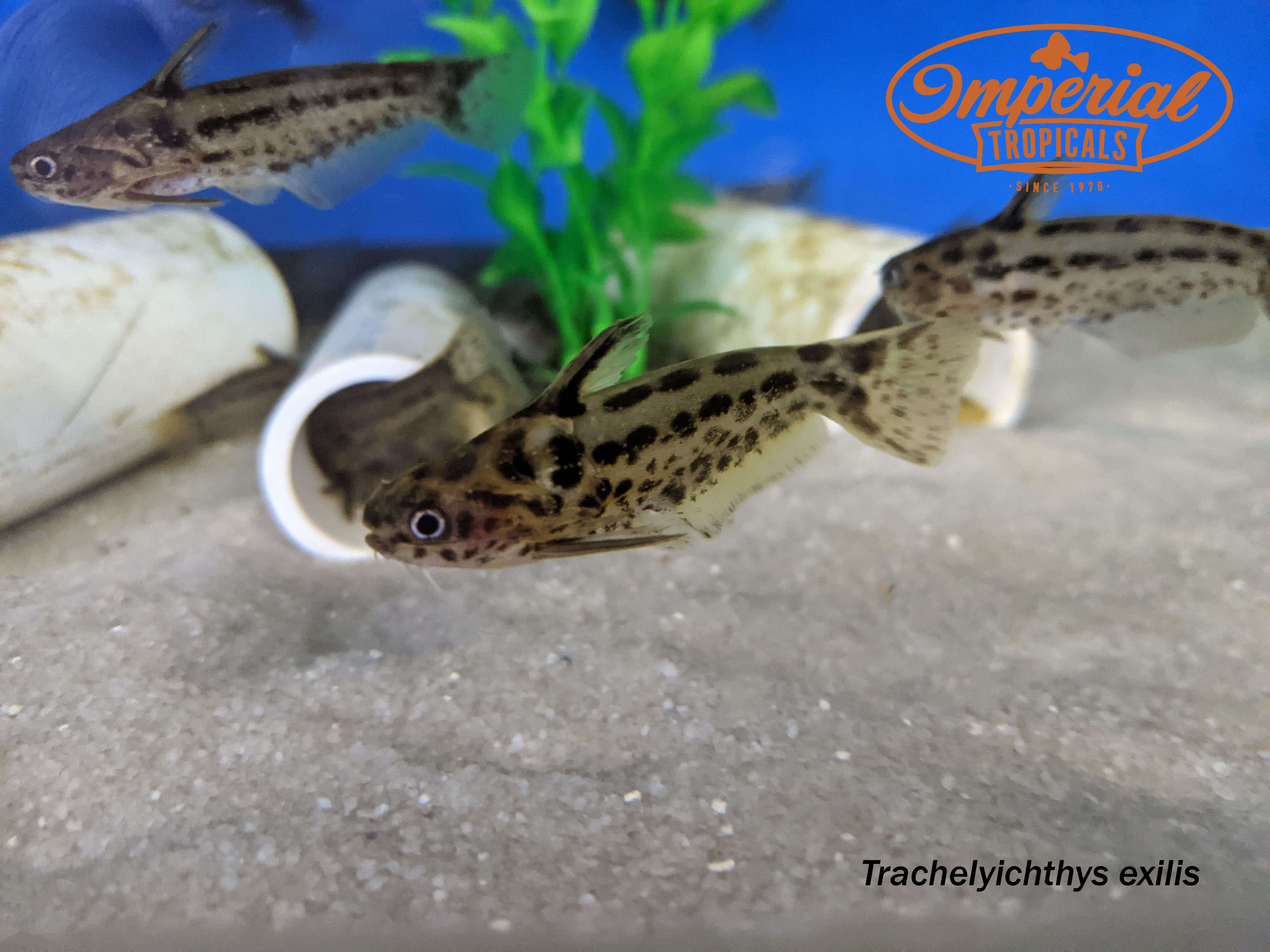 Pygmy Driftwood Catfish - Small Freshwater Aquarium Fish for Planted Tanks & Nano Aquascapes | Perfect for Community Tanks & Natural Habitat Setups