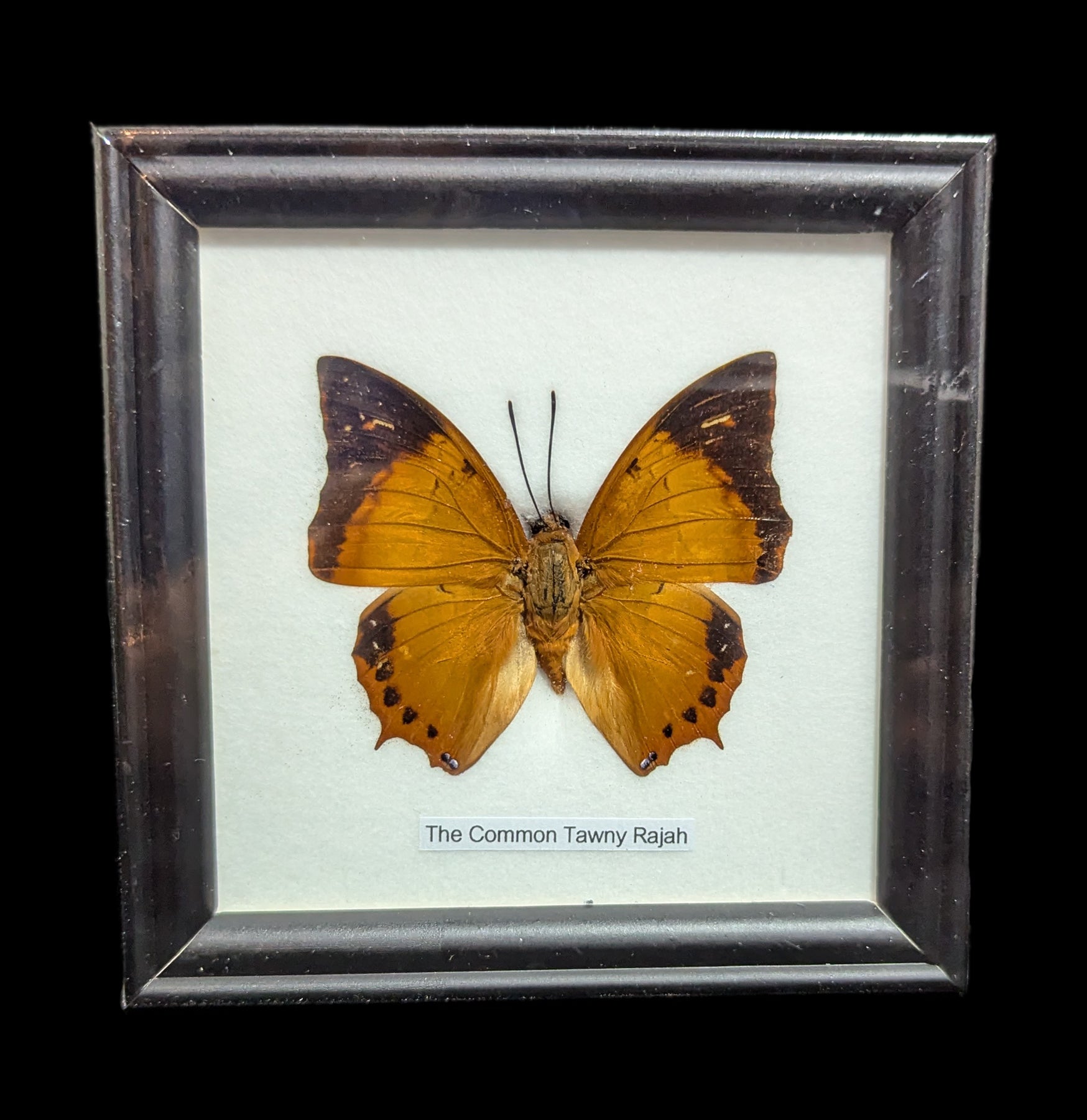 Premium Single Riker Mounted Butterfly Display Case - Framed Insect Specimen for Collectors & Science Education | Perfect for Home Decor, Classroom Displays & Nature Exhibits