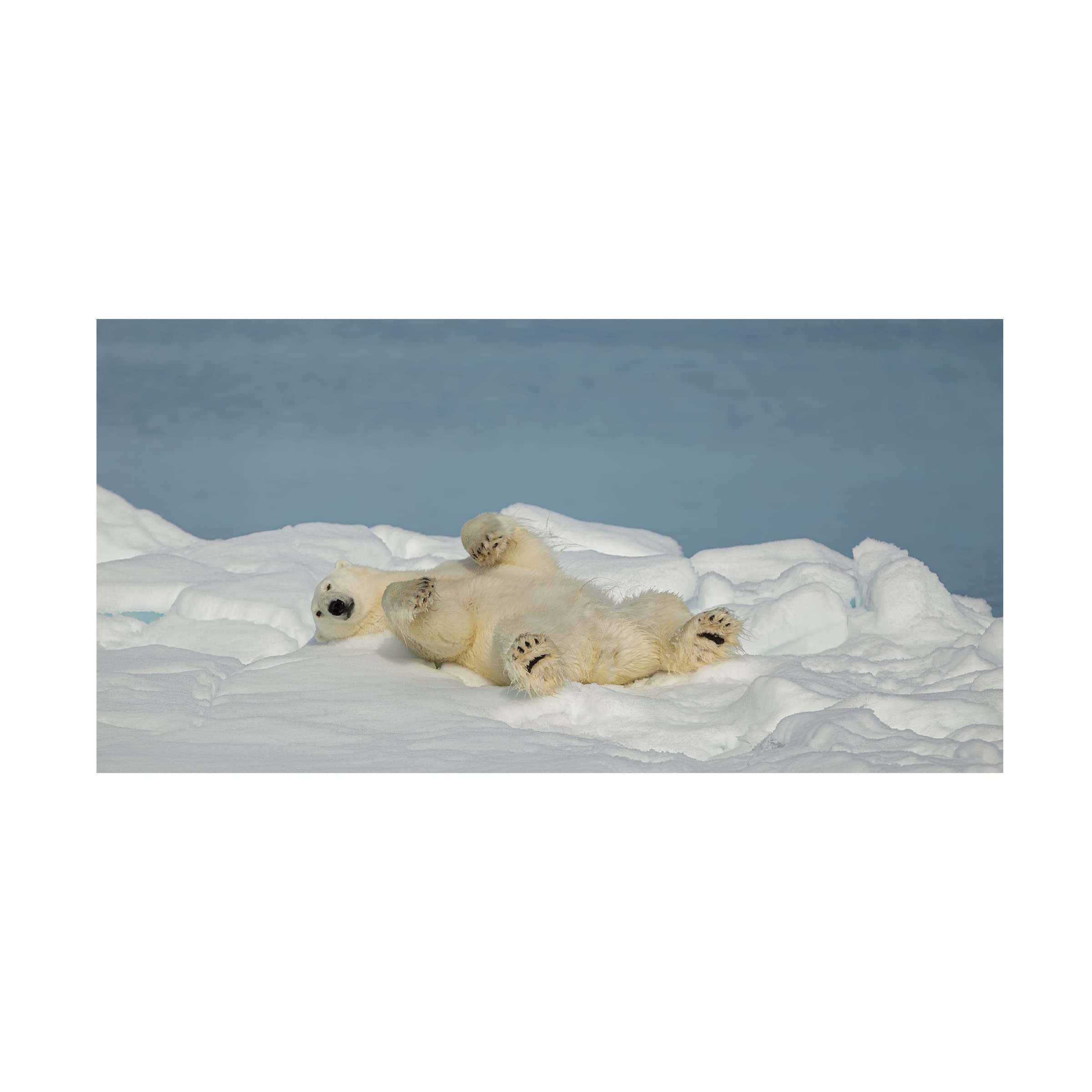 Trademark Fine Art 'Polar Bear in Relax' Canvas Wall Art by Joan Gil Raga - Stunning Wildlife Home Decor for Living Room, Bedroom & Office