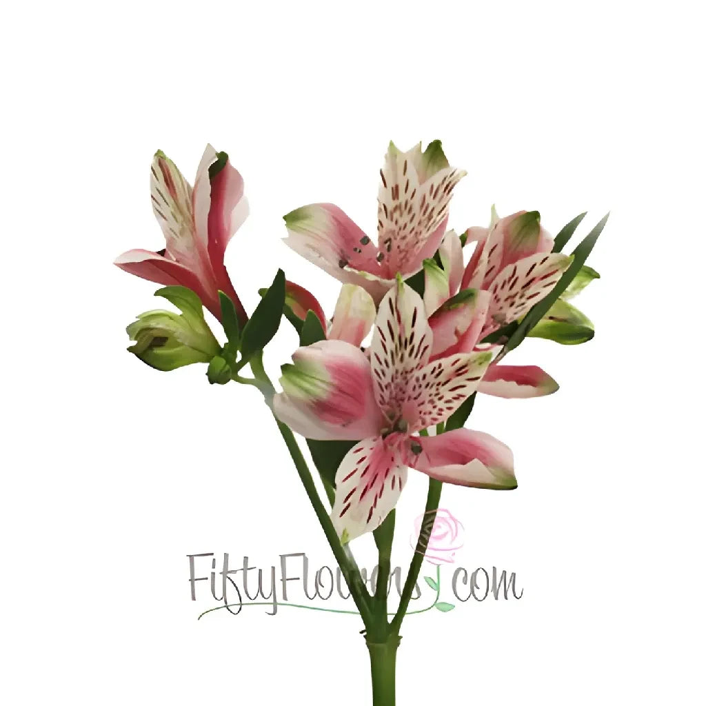 Bicolor White and Pink Peruvian Lilies - Fresh Cut Flowers for Weddings, Home Decor, and Special Occasions