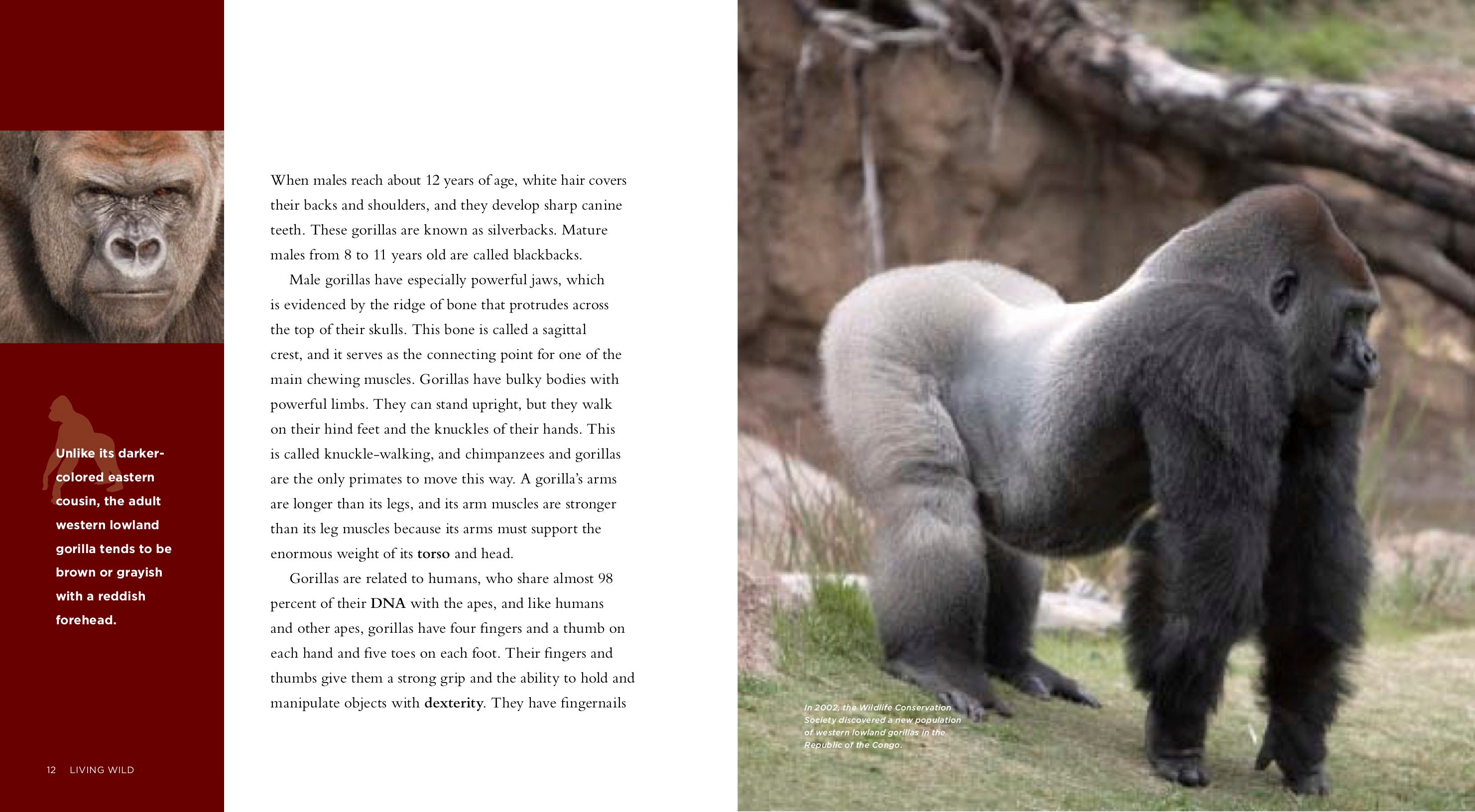 Gorillas Book ISBN 9781583419694 - Wildlife Education & Conservation for Animal Lovers, Classroom Learning, and Nature Enthusiasts