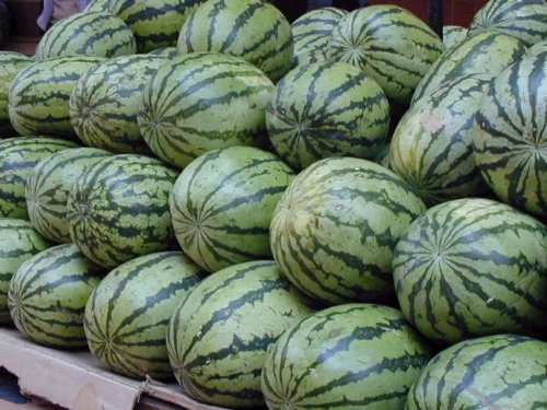 100 Crimson Sweet Watermelon Seeds (Citrullus lanatus) - Juicy, Sweet Homegrown Melons for Summer Gardens, Fresh Snacks & Fruit Salads