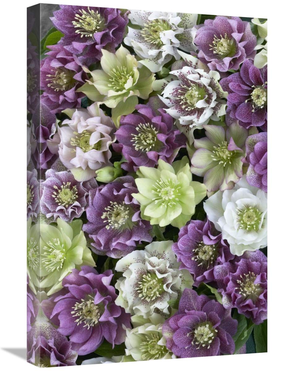16 x 24 Inch Hellebore Flowers Wall Art Print - Botanical Floral Decor for Living Room, Bedroom & Office - Visionspictures