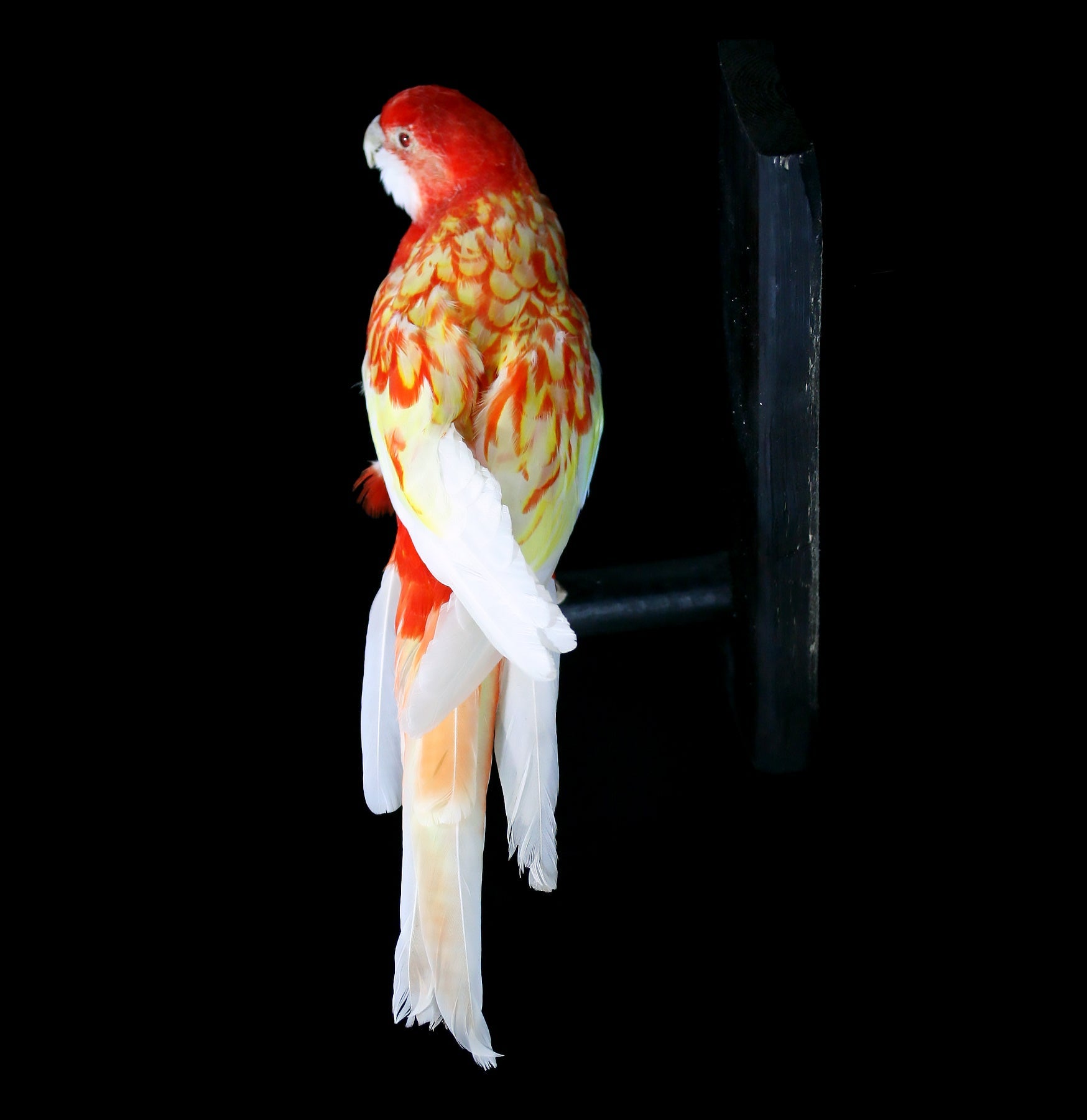 Rubino Golden Mantled Rosella Taxidermy Mount - Lifelike Bird Display for Home Decor, Office, or Nature Collection - Perfect for Vintage & Wildlife Enthusiasts