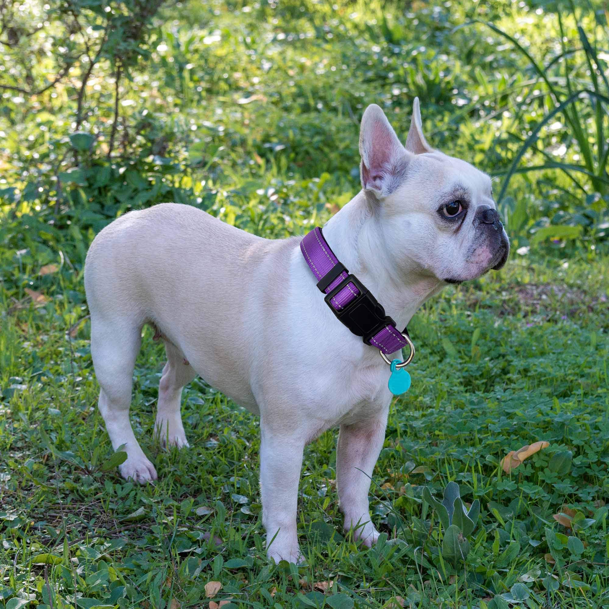 Reflective Adjustable Dog Collar with Soft Neoprene Padding - Breathable Nylon Pet Collar for Small, Medium & Large Dogs - Purple Collar & Leash Set (Perfect for Night Walks, Jogging & Outdoor Adventures)