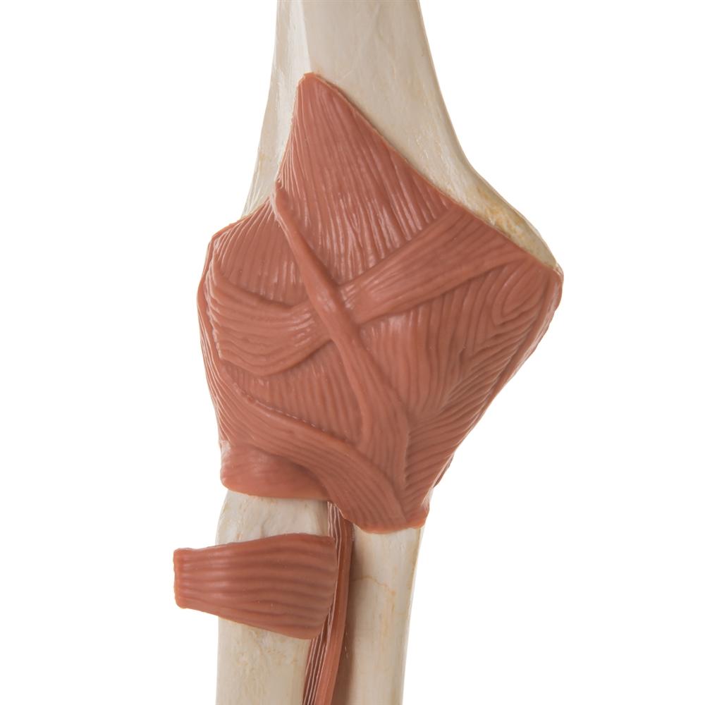Premium Functional Elbow Joint Model - Anatomical Medical Demonstration Tool for Doctors, Students & Physical Therapists - Perfect for Classroom, Clinic & Home Study