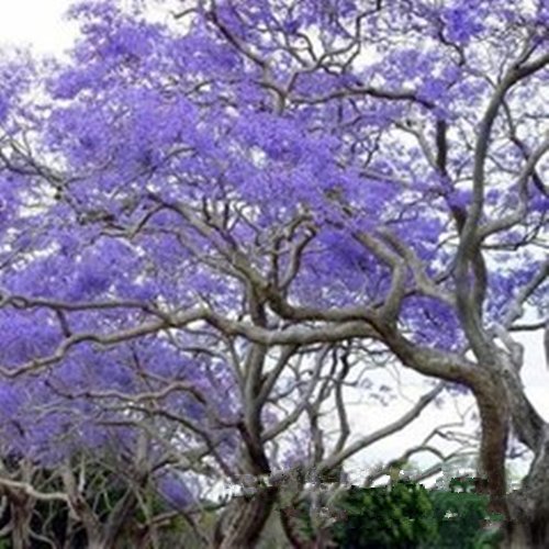 25 Blue Jacaranda Tree Seeds (Jacaranda Mimosifolia) - Premium Bonsai & Garden Planting - Fast Growing Flowering Tree for Landscaping, Patio Decor & Tropical Gardens