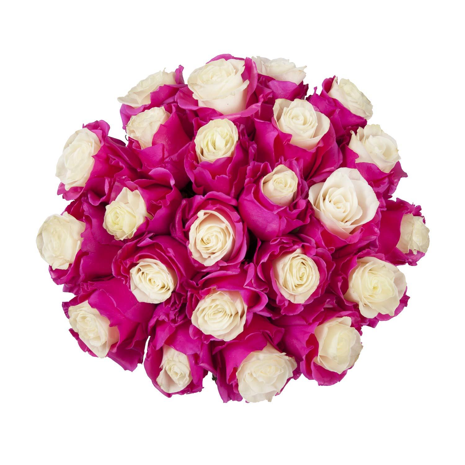 50cm Marshmallow White & Hot Pink Painted Artificial Roses - 100 Stems Bulk for Wedding Decor, Home Centerpieces, Party Arrangements, and Floral Displays