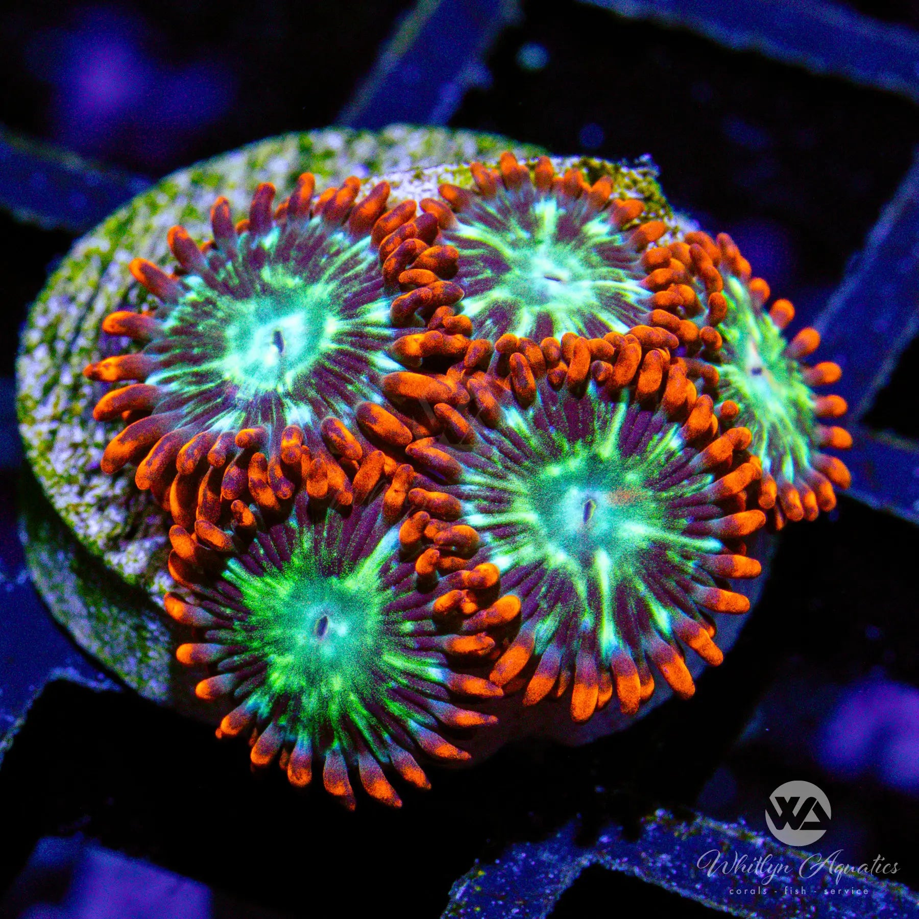 C11 WA Double Dare Zoa WYSIWYG Coral - Premium Live Saltwater Aquarium Frag for Reef Tanks | Perfect for Nano Tanks, Coral Propagation & Aquascaping