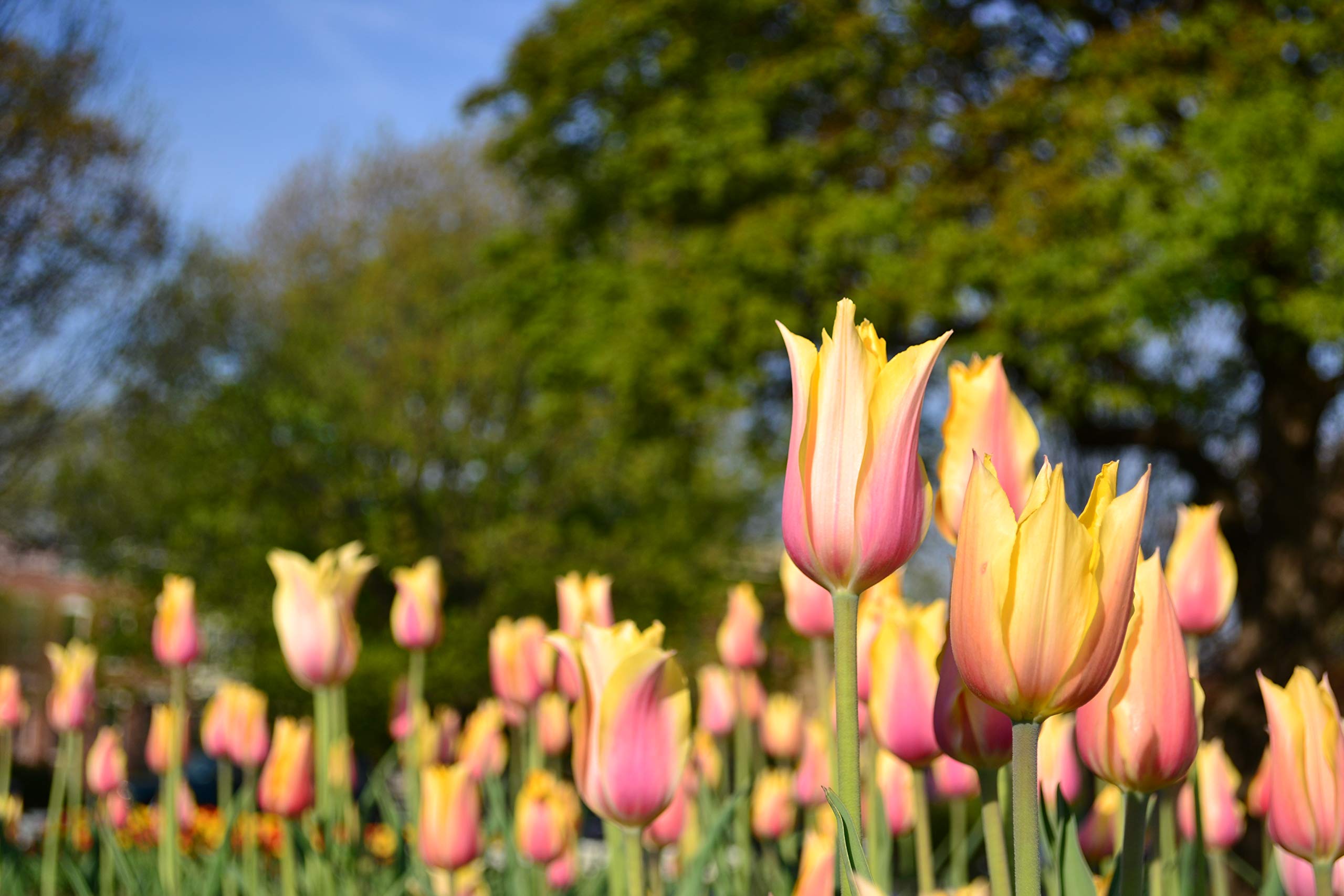 10 Blushing Beauty Single Late Tulip Bulbs - Fresh & Ready to Plant for Spring Blooms | Perfect for Garden Beds, Borders & Cut Flower Arrangements
