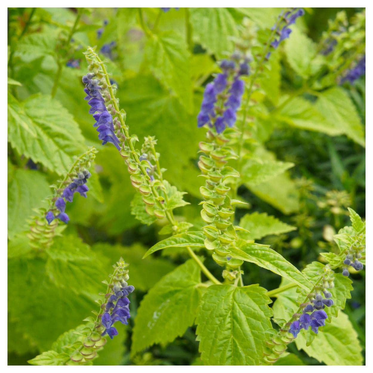 300 Mad-Dog Skullcap Native Wildflower Seeds - Non-GMO, Organic, Heirloom Seeds for Pollinator Gardens & Medicinal Herbs - Everwilde Farms Gold Vault Seed Packet - Perfect for Butterfly Gardens, Bee Habitats & Natural Remedies