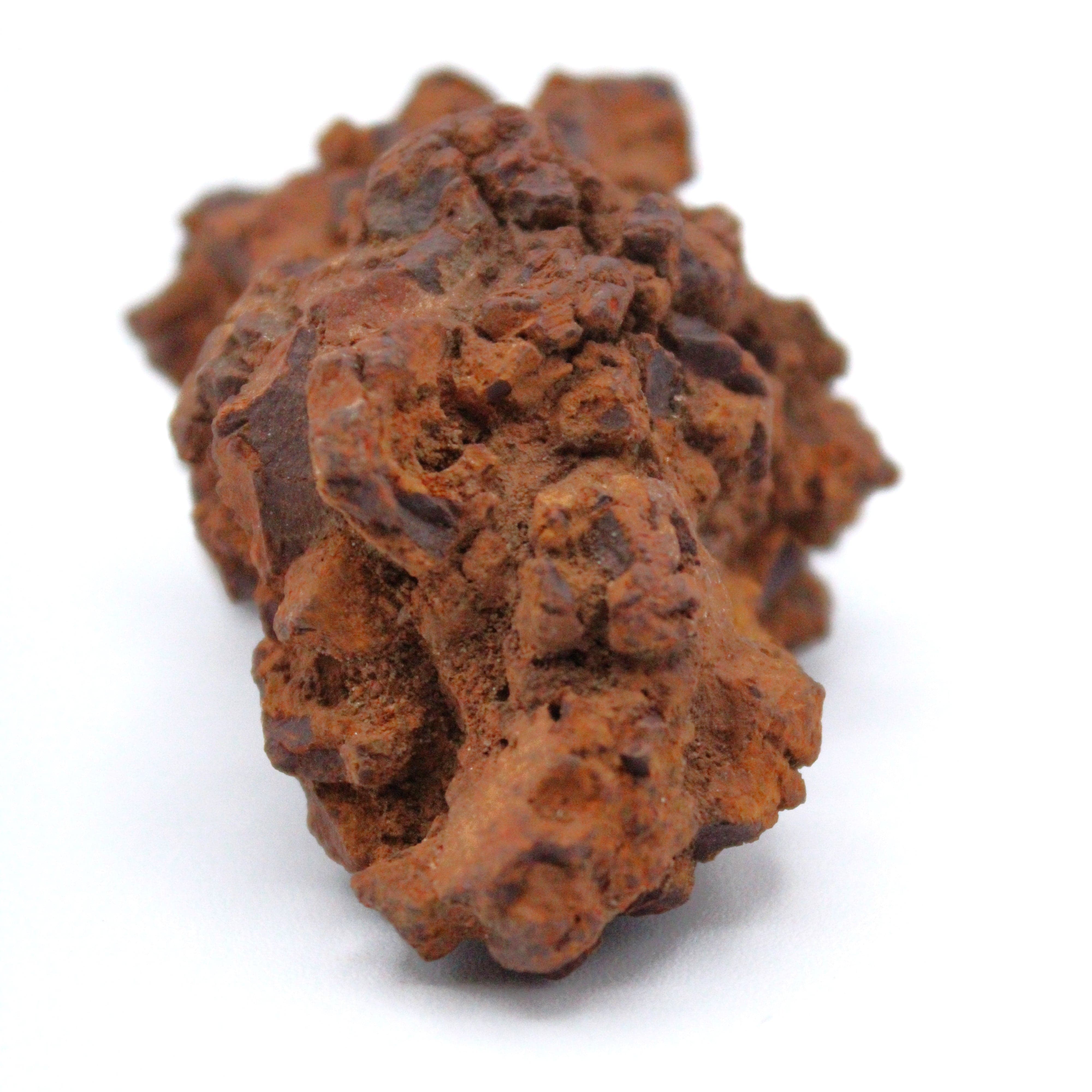 Authentic Coprolite Fossil Specimen - Dinosaur Poop Fossil for Collectors, Education & Home Decor