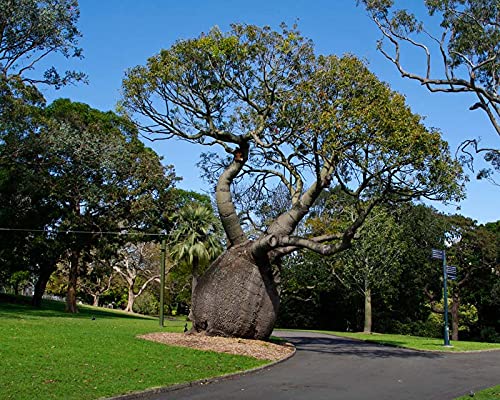 Brachychiton Rupestris - Queensland Bottle Tree Live Plant in 3 Gallon Pot | Rare Ornamental Tree for Landscaping & Drought-Tolerant Gardens | Perfect for Xeriscaping and Unique Home Decor