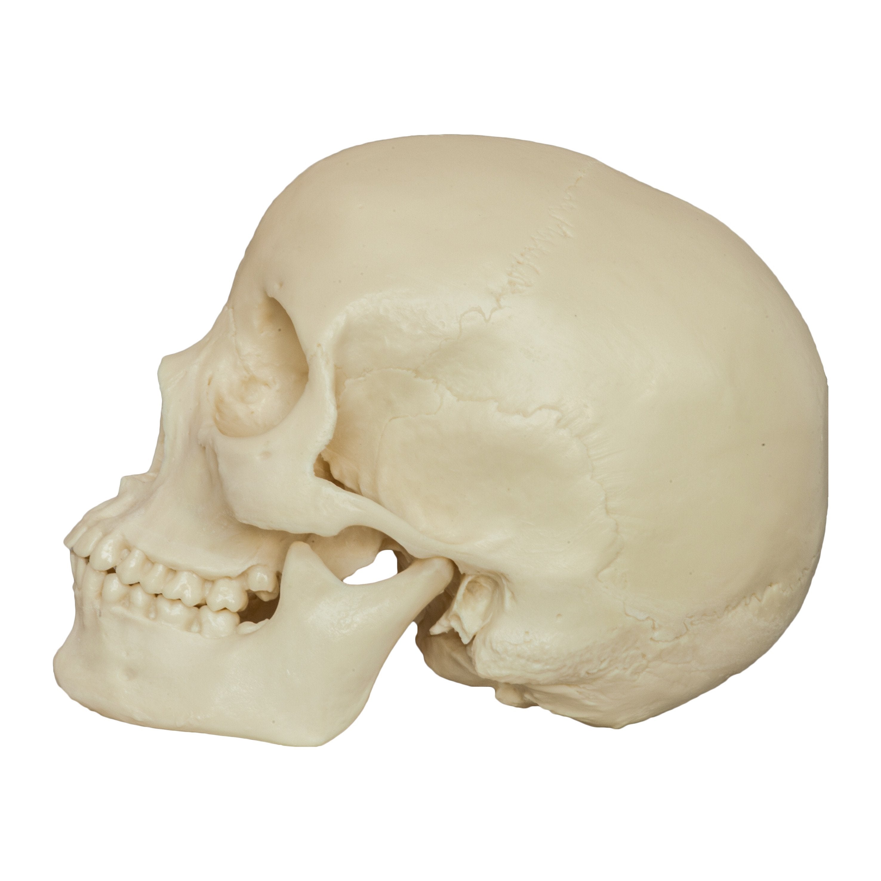 Realistic Asian Female Human Skull Replica - Detailed Anatomy Model for Medical Study, Halloween Decor & Collectible Display