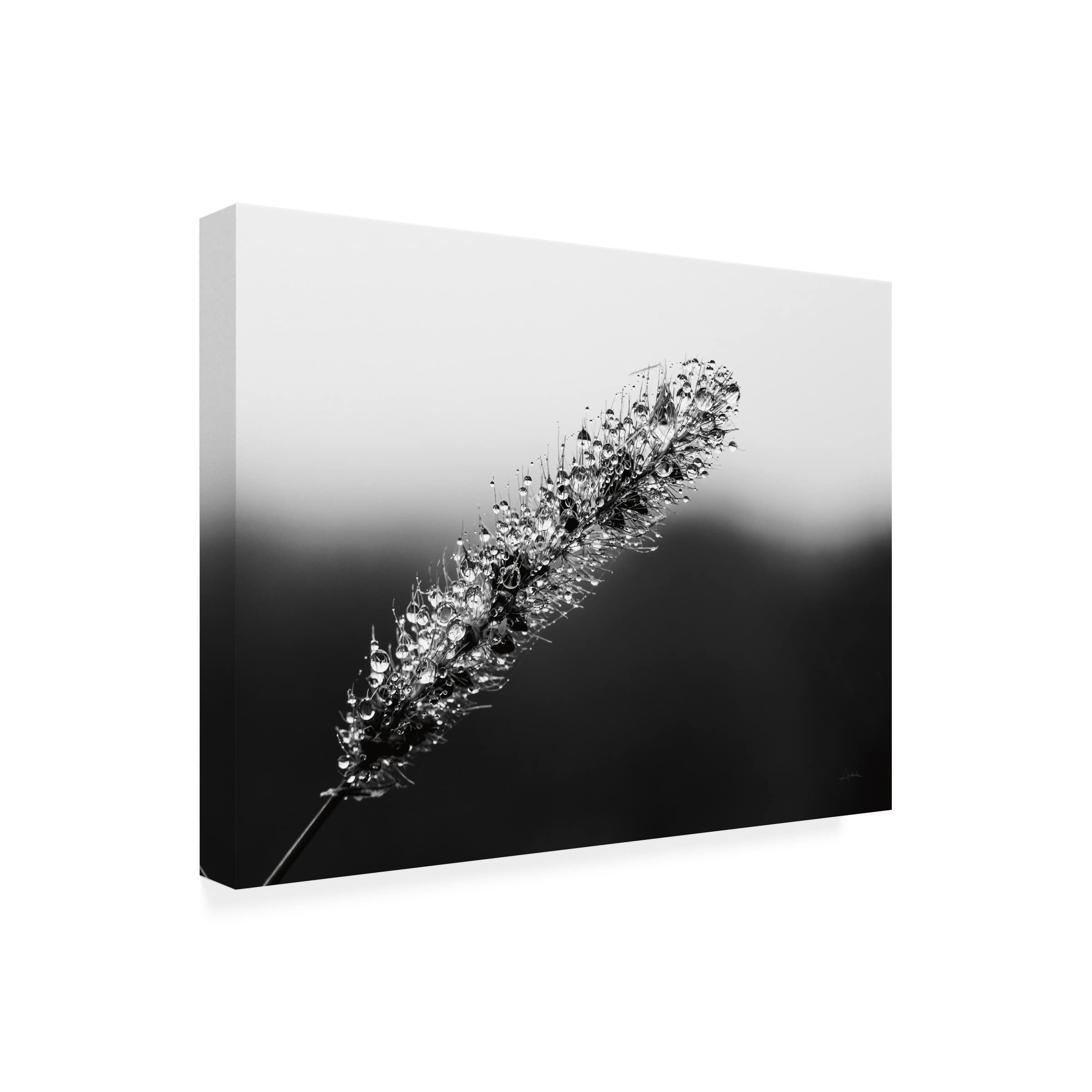 Trademark Fine Art 'Seeds and Water II' Canvas Wall Art by Aledanda - 24x32 Inches, Modern Home Decor for Living Room, Bedroom & Office