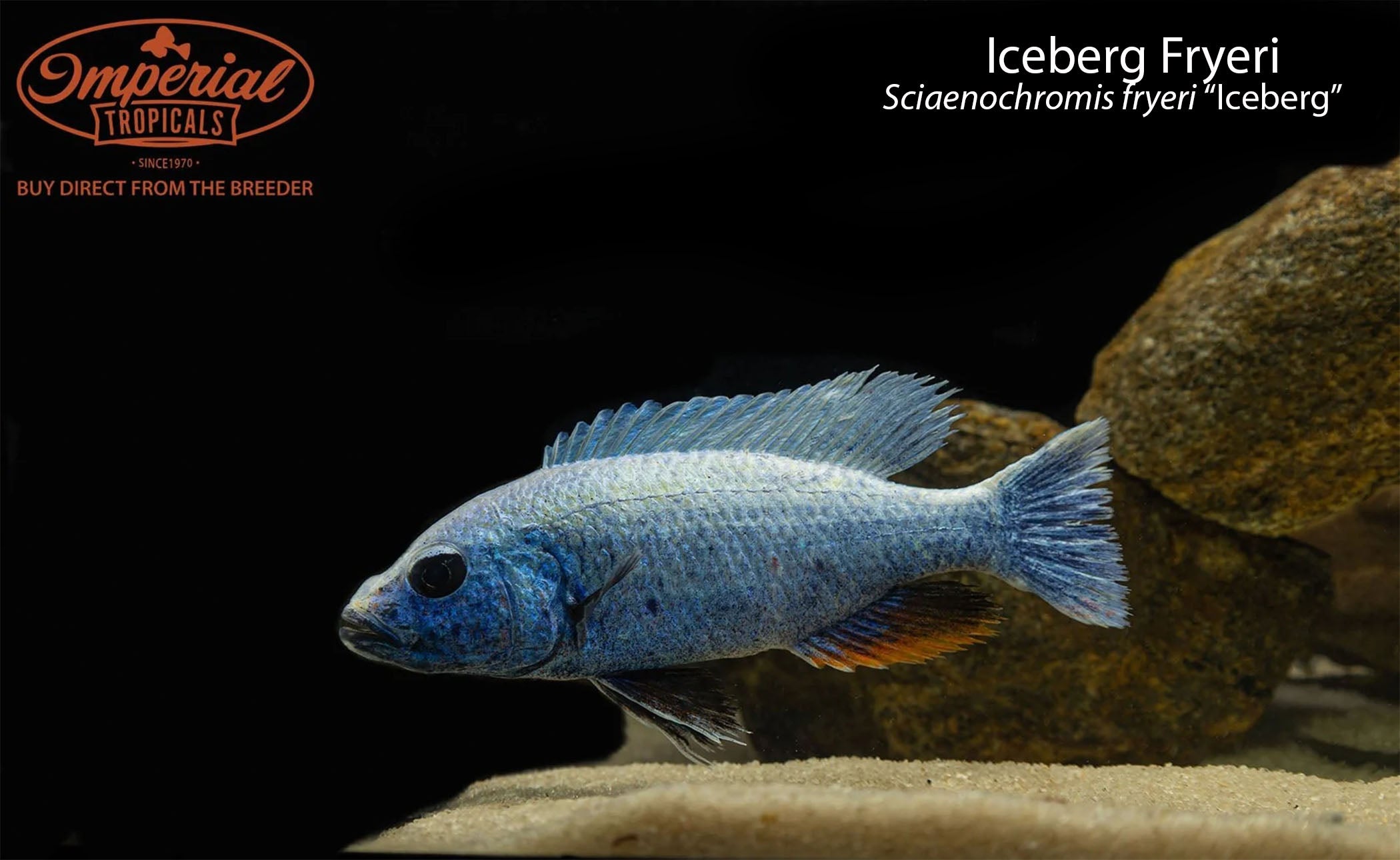 Premium Iceberg Sciaenochromis Fryeri Cichlid Fish - Live Aquarium Fish for Freshwater Tanks, Perfect for African Cichlid Enthusiasts & Aquascaping