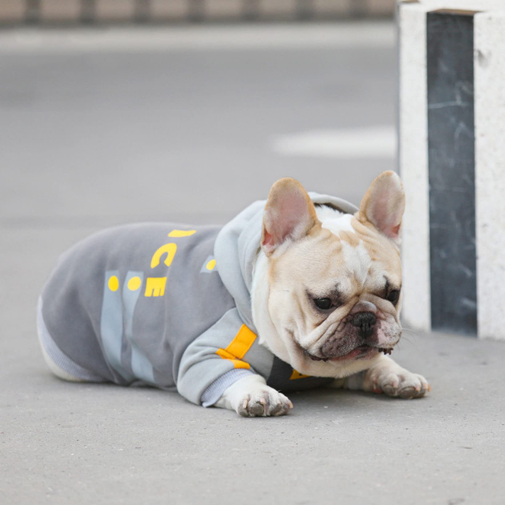 Stylish Dog Hoodie - Cute Puppy Sweater & Jacket for Small Dogs | Chihuahua & Pet Cosplay Costume | Soft Cotton Coat for Daily Walks & Photo Shoots