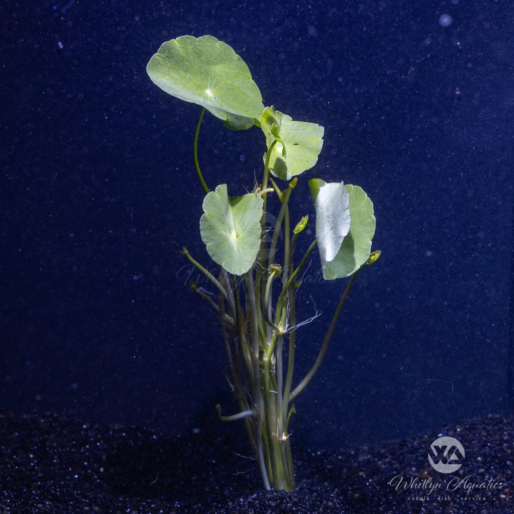 Hydrocotyle Verticillata (Shield Pennywort) - Aquatic Plant for Ponds, Aquariums & Water Gardens - Perfect for Water Filtration & Decoration