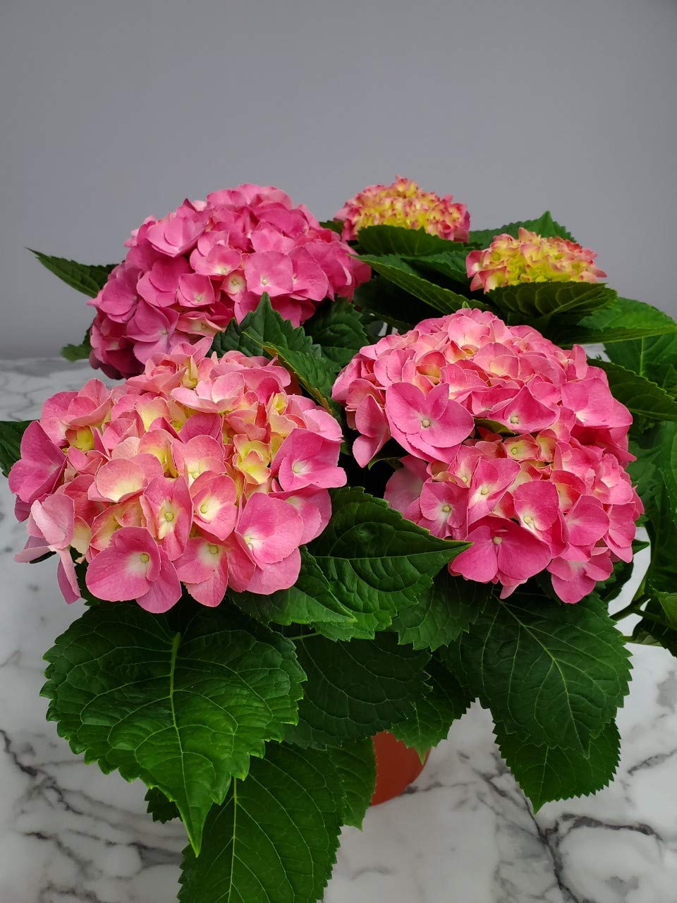 Pink Merritt Supreme Hydrangea Live Plant - 20-24 Inch Tall Tropical Florida Hydrangea for Garden, Landscaping & Home Decor