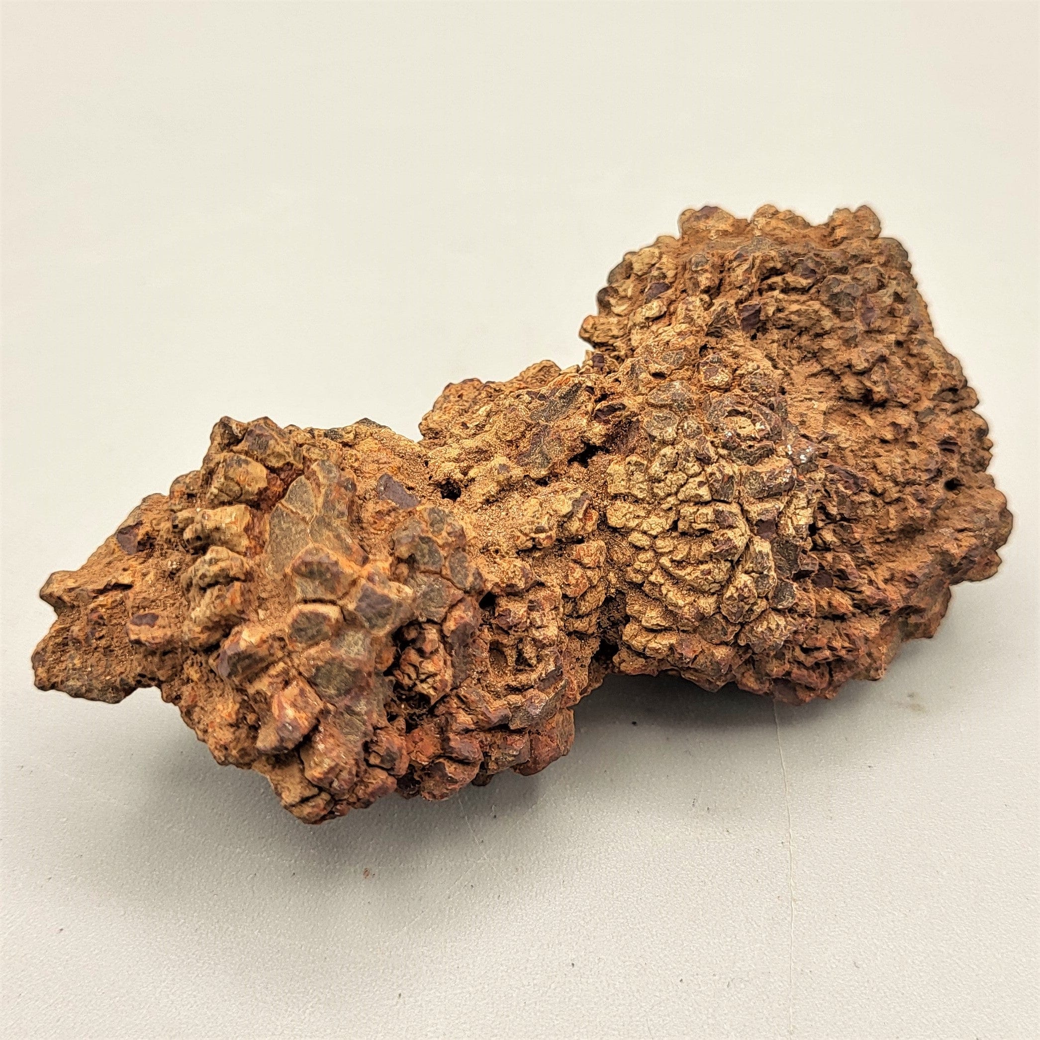 Authentic Coprolite Fossil Specimen - Dinosaur & Prehistoric Animal Poop - Perfect for Science Education, Fossil Collecting & Unique Home Decor