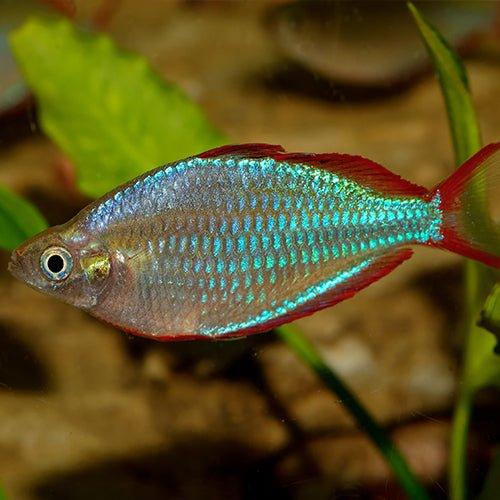 Dwarf Neon Rainbowfish - Vibrant Freshwater Aquarium Fish for Home & Office Tanks | Perfect for Community Tanks & Colorful Displays