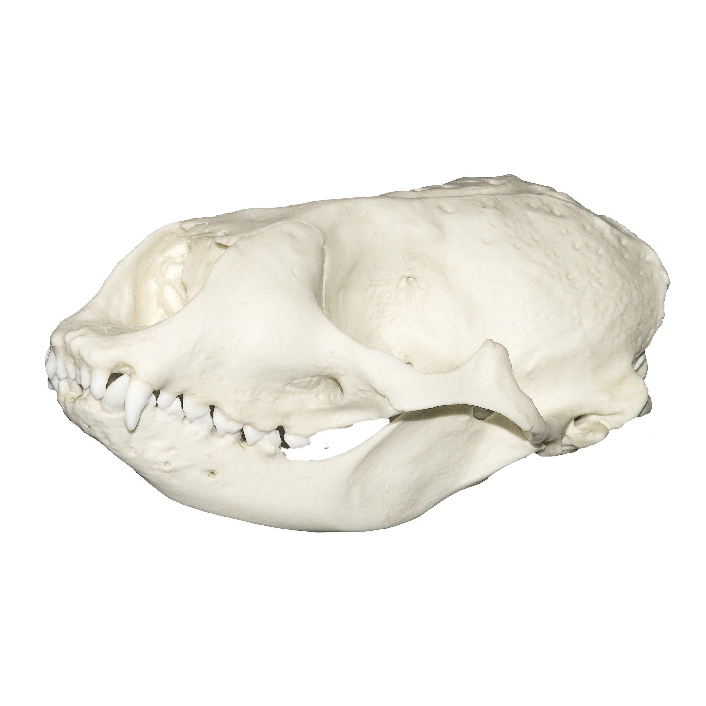 Authentic Replica Harbor Seal Skull - Lifelike Marine Mammal Bone Specimen for Science Education, Home Decor & Halloween Props | Perfect for Biology Classrooms, Coastal Themed Decor & Spooky Collections