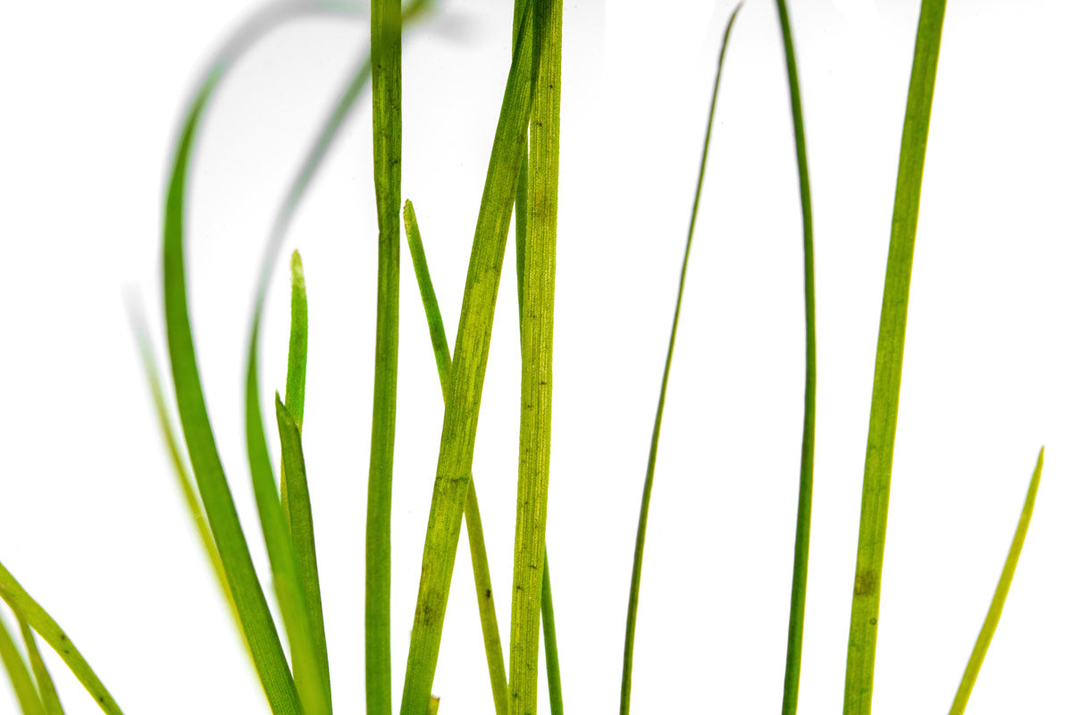 Vallisneria Nana Aquatic Plants for Freshwater Aquariums - Perfect for Fish Tanks, Aquascaping & Low-Light Aquarium Decor