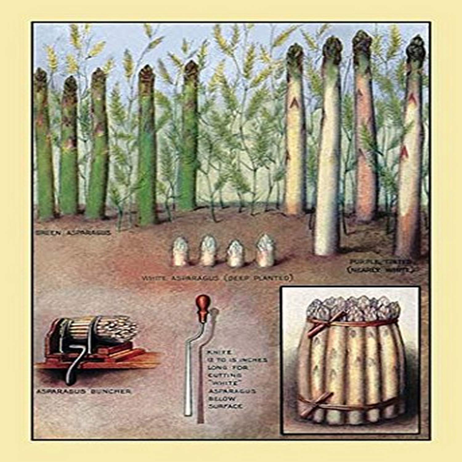 Buyenlarge 'Asparagus' Art Print Poster - 20x30 Inches - Vintage Vegetable Kitchen Decor - Perfect for Home, Restaurant & Farmhouse Wall Decor
