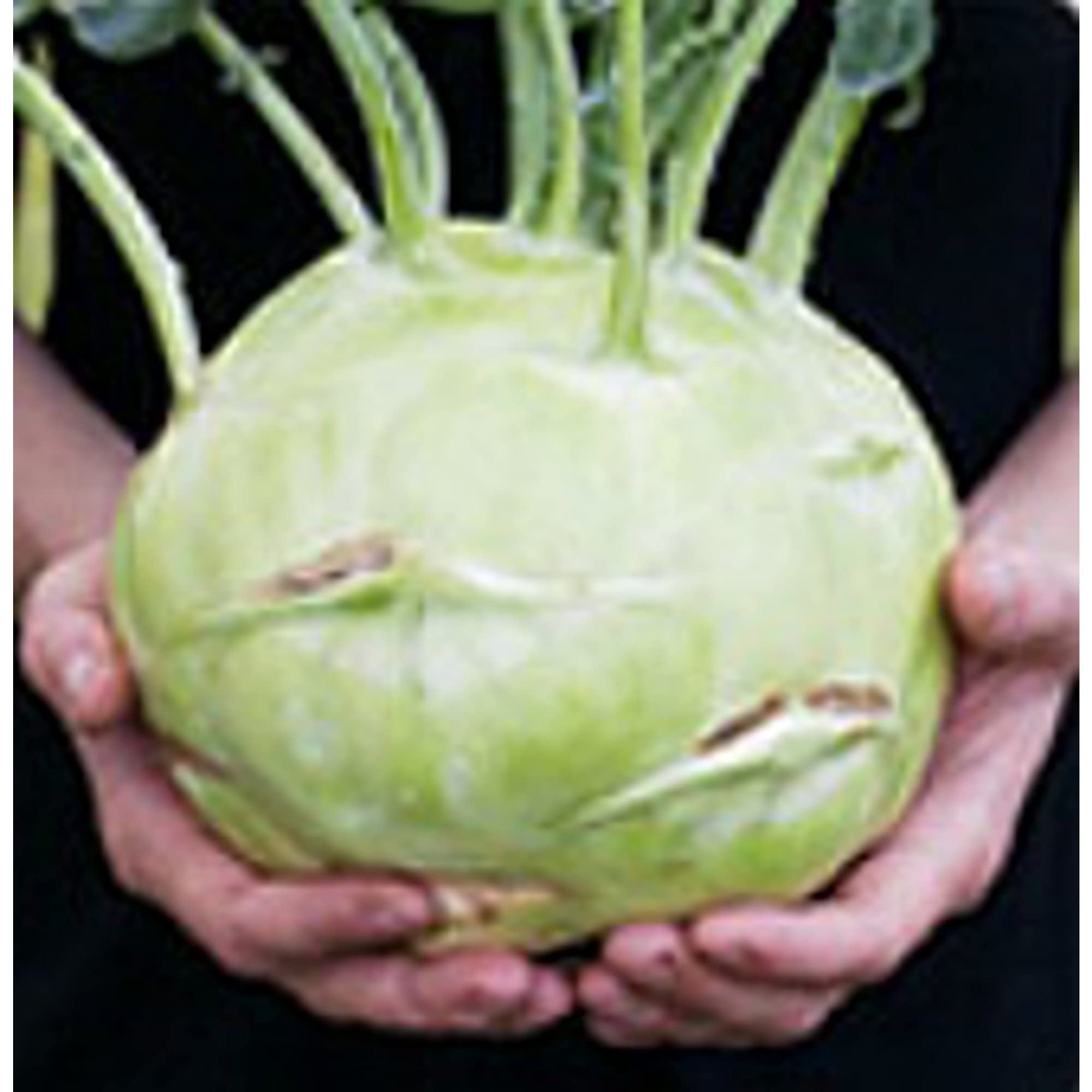 Organic Kossak Kohlrabi Seeds (20+ Seeds) | Non-GMO Heirloom Vegetable Seeds for Planting | Home Garden, Greenhouse, or Container Growing | Fresh, Nutritious Kohlrabi for Salads, Stir-Fries & Healthy Snacks