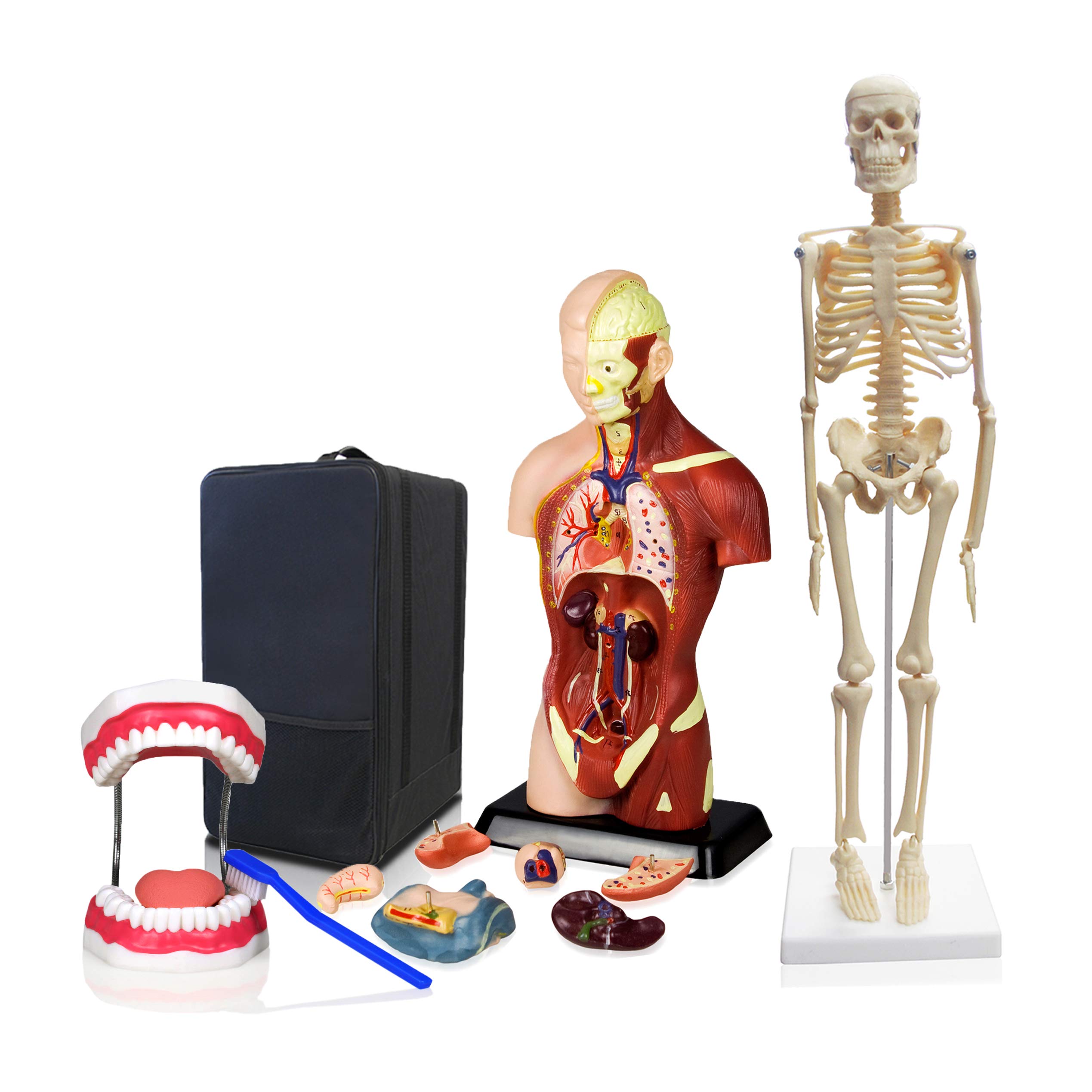 Jackson Global JBM-B13 Human Anatomy Model Set - 3-Piece Learning Kit with Skeleton, Torso & Teeth with Brush | STEM Educational Tools for Elementary & High School Students | Includes Manual & Portable Carrying Case | Perfect for Classroom Demonstrations, Homeschooling & Science Fairs