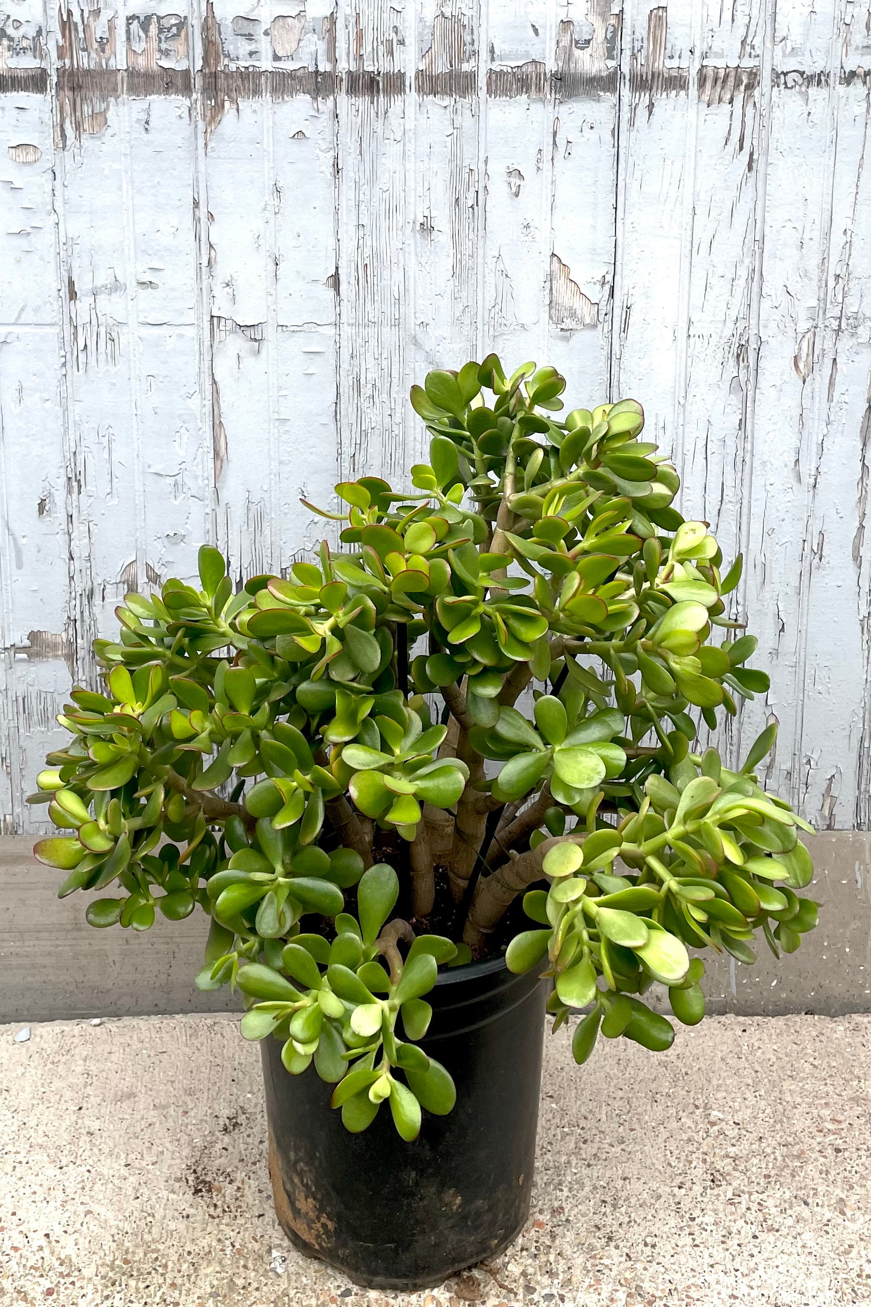 Crassula Ovata (Jade Plant) #5 Stump - Perfect for Indoor Home Decor, Office Plants, and Feng Shui Gifts