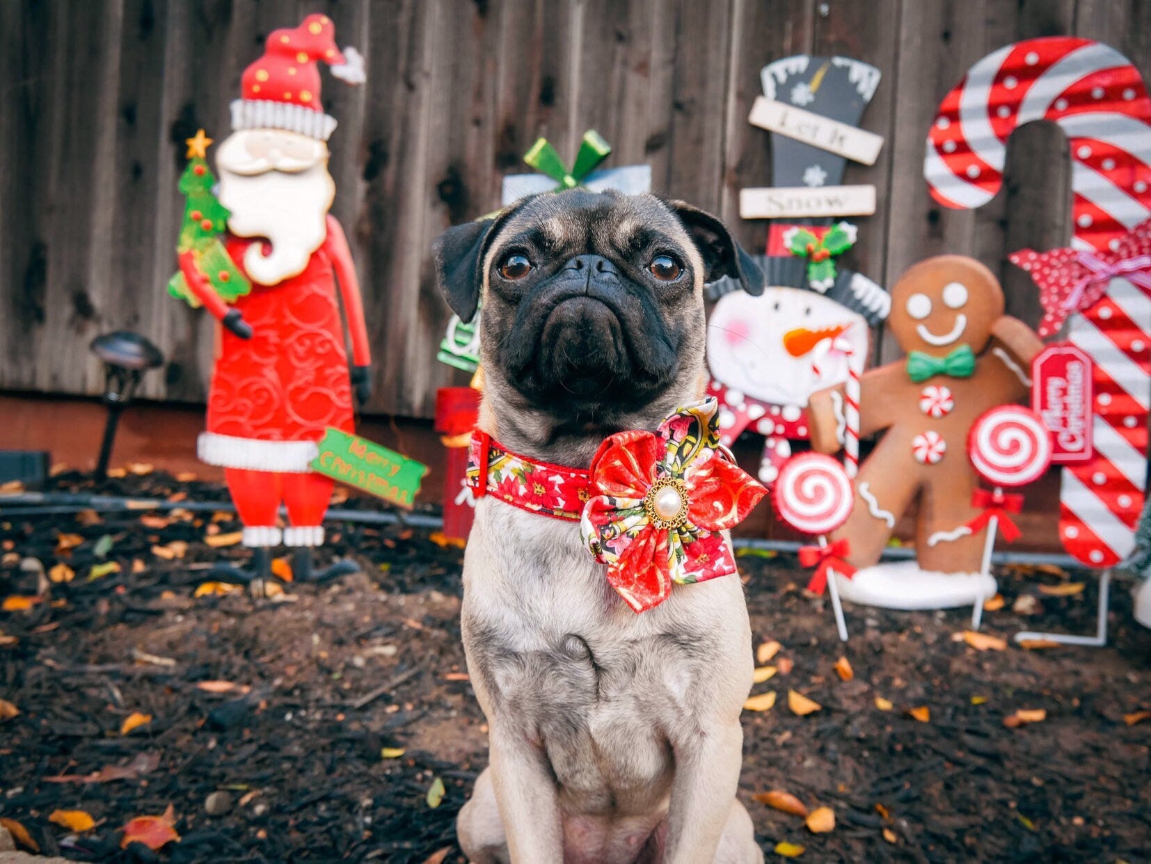 Christmas Dog Collar with Flower Paisley Design - Festive Holiday Pet Accessory for Small & Large Dogs - Perfect for Holiday Photos, Parties & Gifts