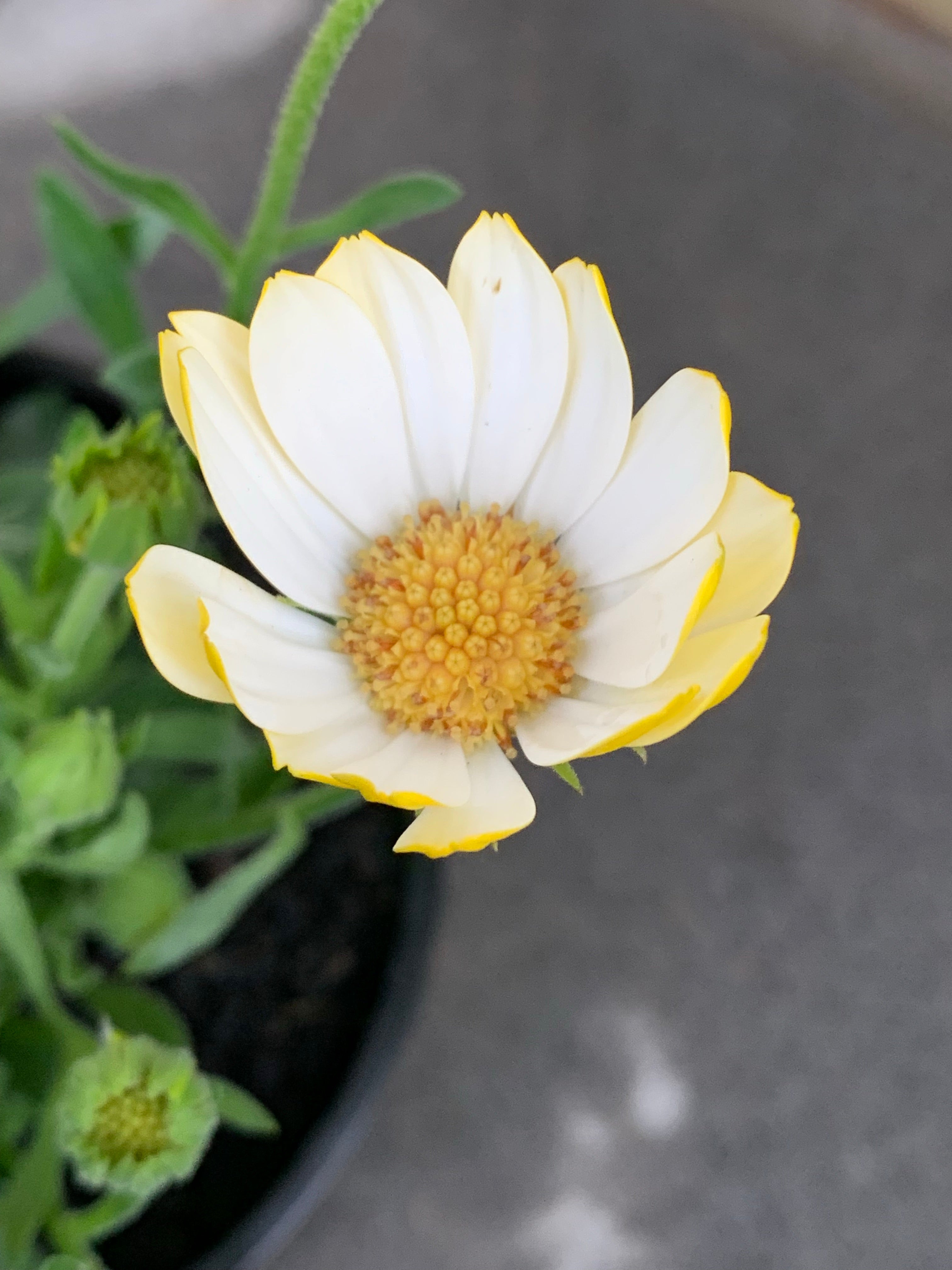 Osteospermum ‘White Lightning’ - Premium White African Daisy Flower Seeds for Garden Planting, Landscaping & Container Gardening
