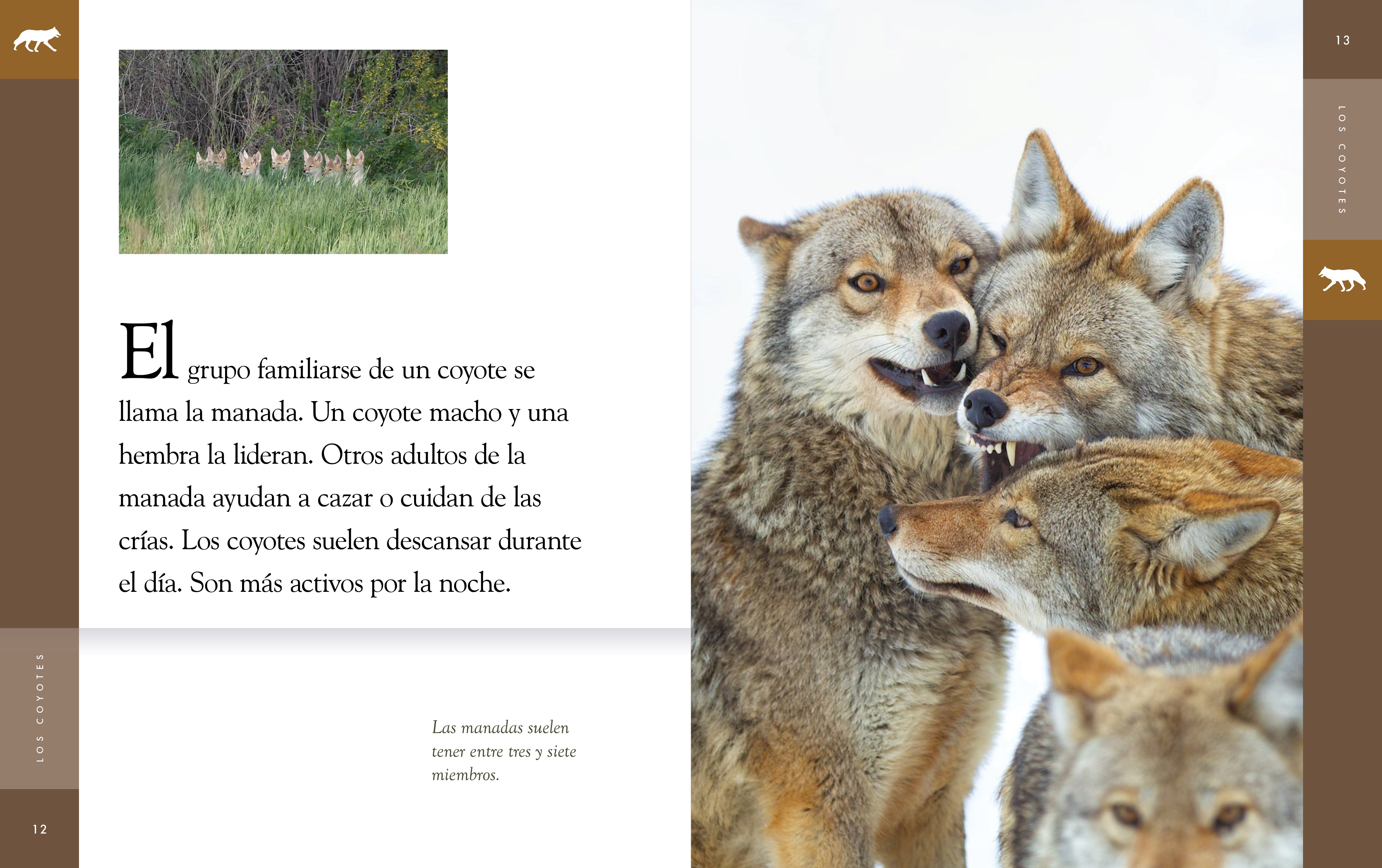 Los Coyotes Animal Planet 2025 - Wildlife Documentary DVD - Perfect for Nature Lovers & Educational Viewing