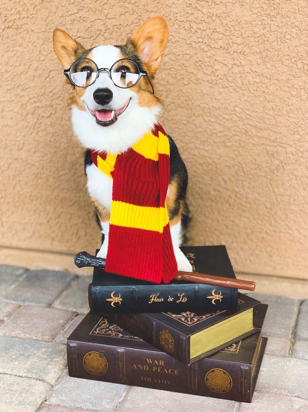 ComfyCamper Red & Yellow Striped Scarf Dog Costume for French Lab - X-Large, Large, Medium, Small Sizes | Halloween Cosplay Pet Outfit | Perfect for Halloween Parties, Pet Parades & Photo Shoots