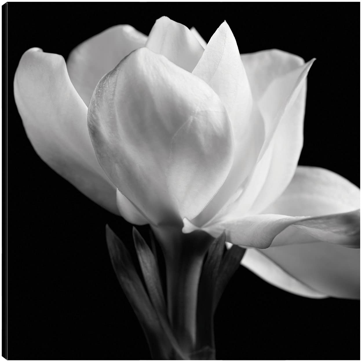 Michael Harrison Fine Art Canvas - Gardenia Floral Wall Decor Painting for Living Room, Bedroom, Office | 37x37 Inch Ready to Hang Canvas Art | Perfect for Home Decor, Housewarming Gift & Interior Design