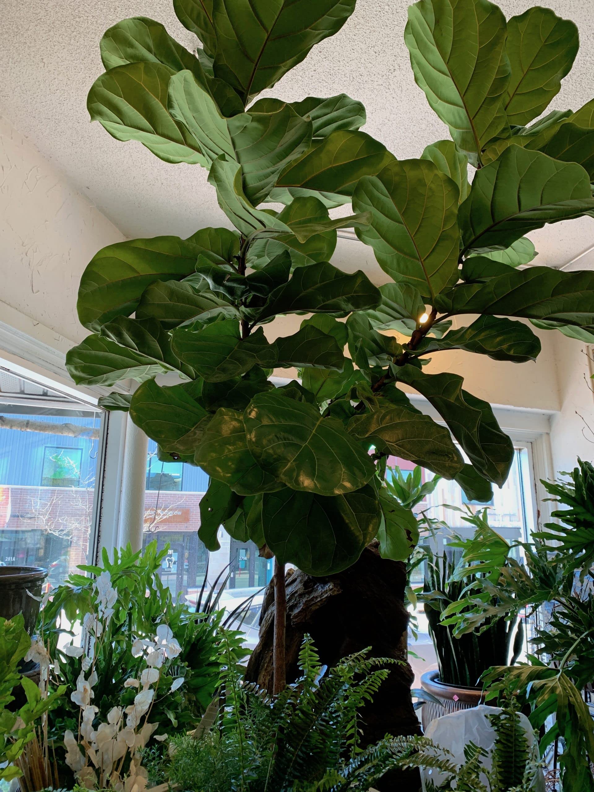 Fiddle Leaf Fig Tree - Live Ficus Lyrata in 10