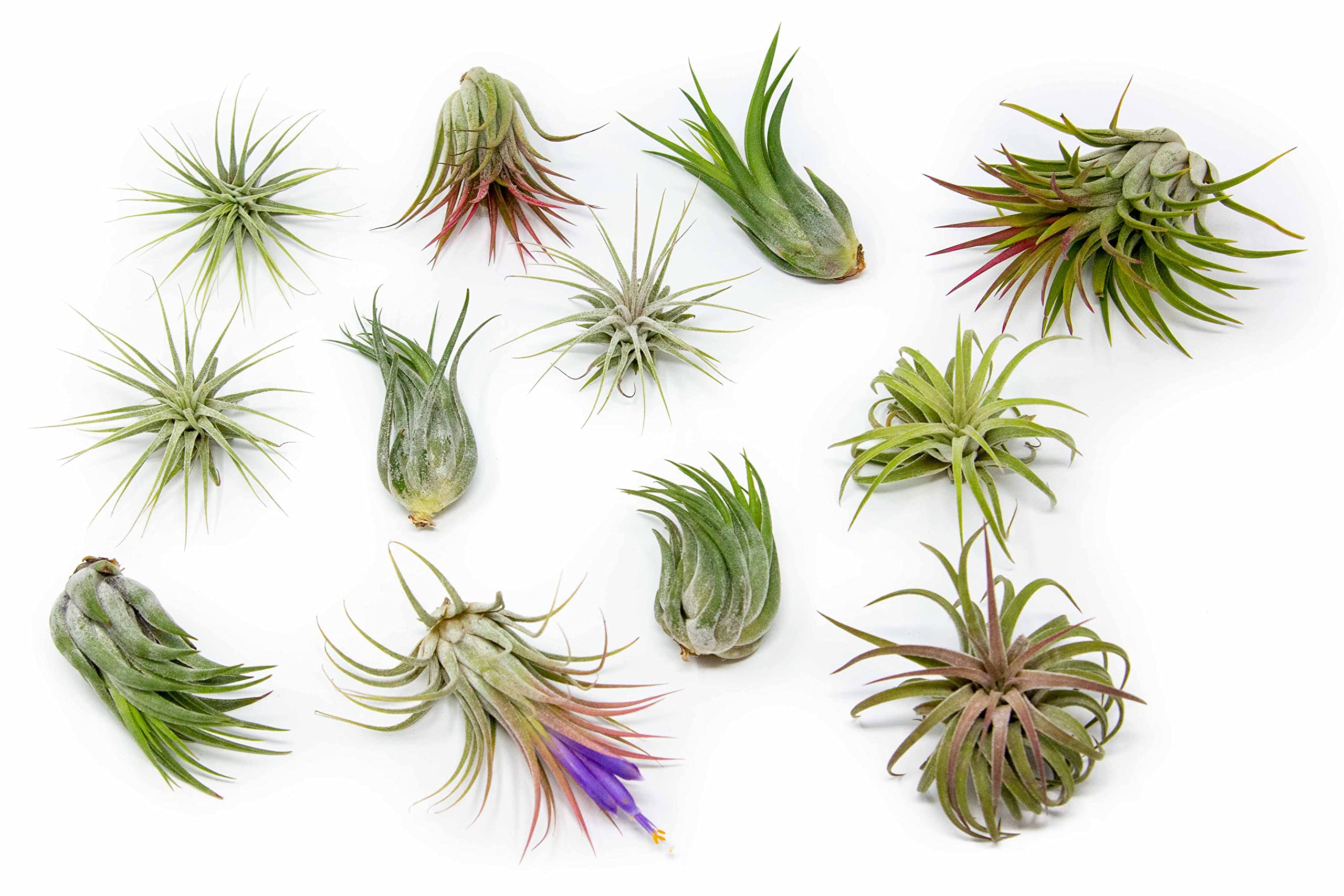 50 Pack Assorted Tillandsia Ionantha Air Plants - Live Succulent House Plants for Home & Garden Decor - Low Maintenance Indoor & Outdoor Plants - Perfect for Terrariums, Wedding Favors, Office Desk & Wall Decor