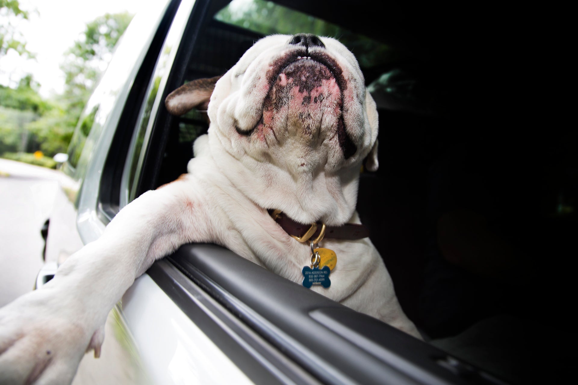 Joyriding Canine Car Companions - Comfortable & Safe Dog Car Seat for Small & Medium Dogs - Perfect for Road Trips & Daily Commutes