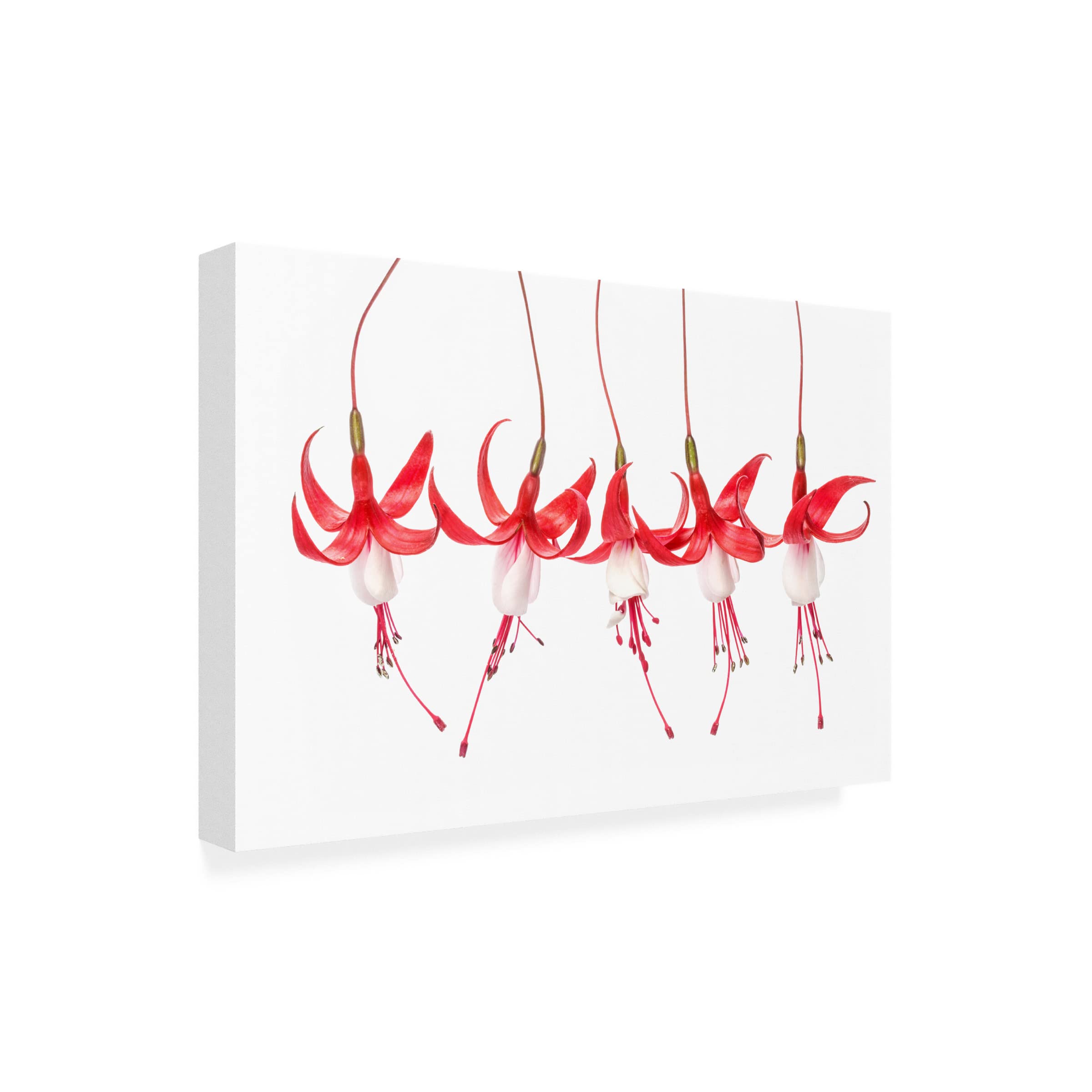Trademark Fine Art 'Fuchsia' Canvas Wall Art by Mandy Disher - Vibrant Floral Painting for Living Room, Bedroom & Office Decor