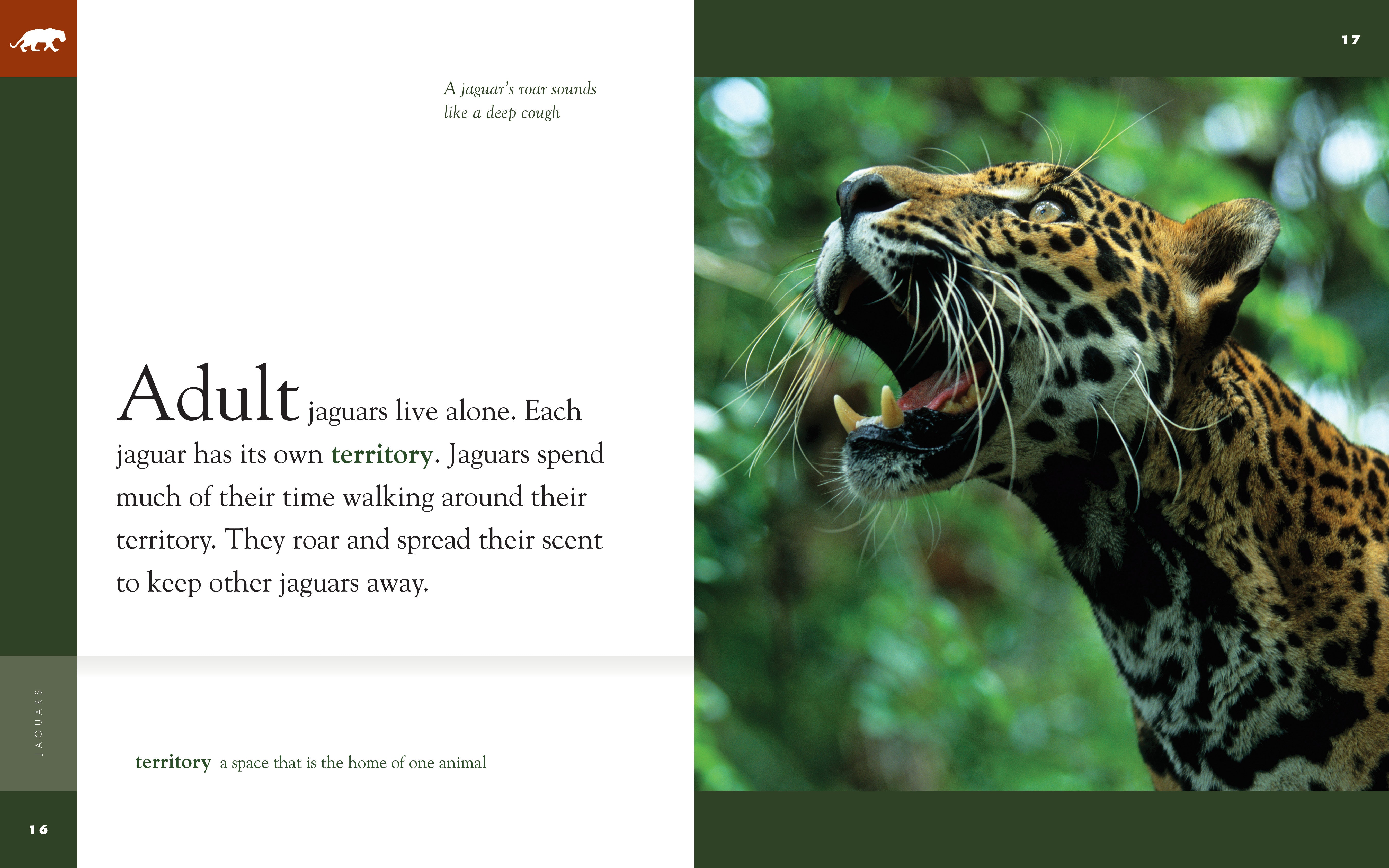 Amazing Animals (2014): Jaguars - Wildlife Documentary DVD | Learn About Big Cats, Rainforest Predators & Conservation | Perfect for Nature Lovers, Students & Classroom Education