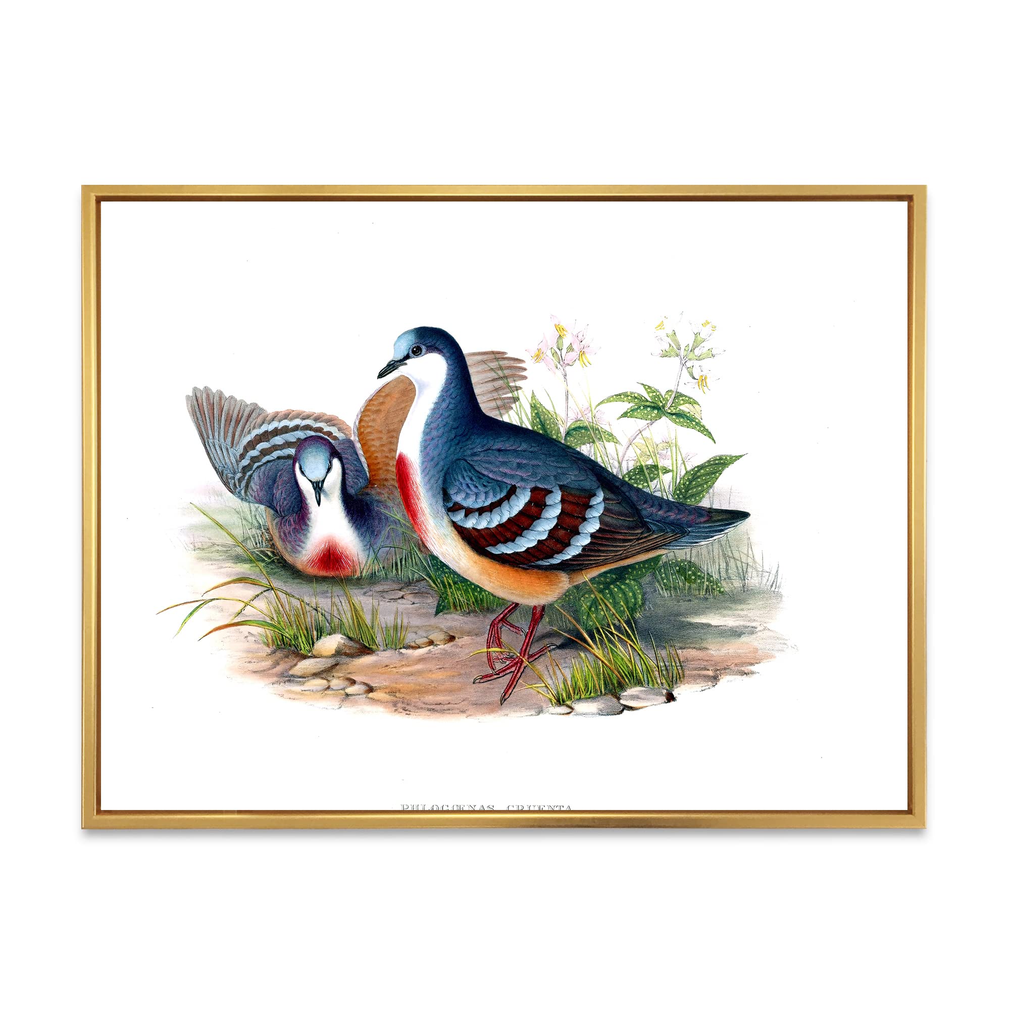 Vintage Birds In The Wild IV - Traditional Framed Canvas Wall Art Print | Nature-Inspired Home Decor for Living Room, Bedroom & Office | Ready-to-Hang Wildlife Painting