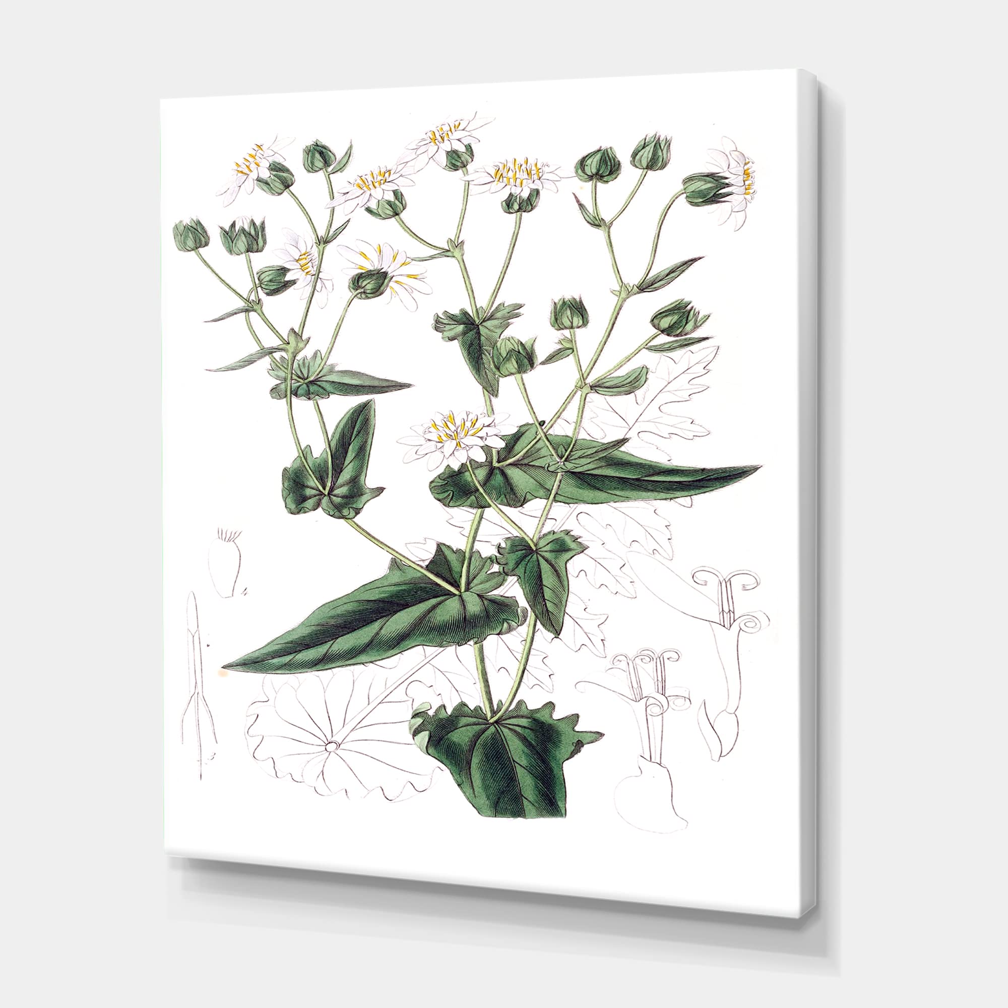 Vintage Plant Life XXII Traditional Canvas Wall Art - Handmade Botanical Decor for Living Room, Bedroom & Office