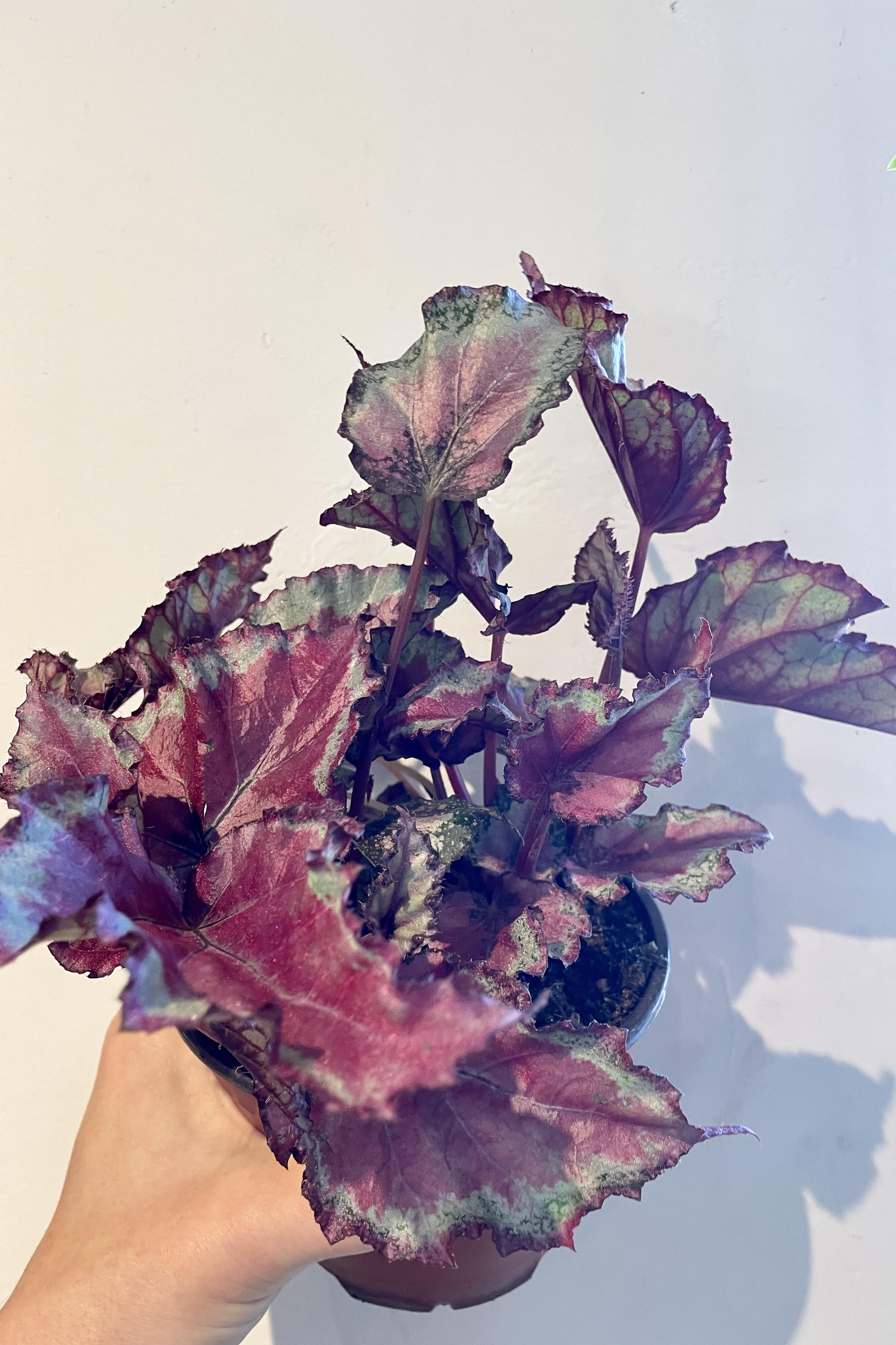 Begonia Rex Cultorum - 5 Live Plants for Home & Garden Decor | Perfect for Indoor Houseplant Lovers & Outdoor Landscaping