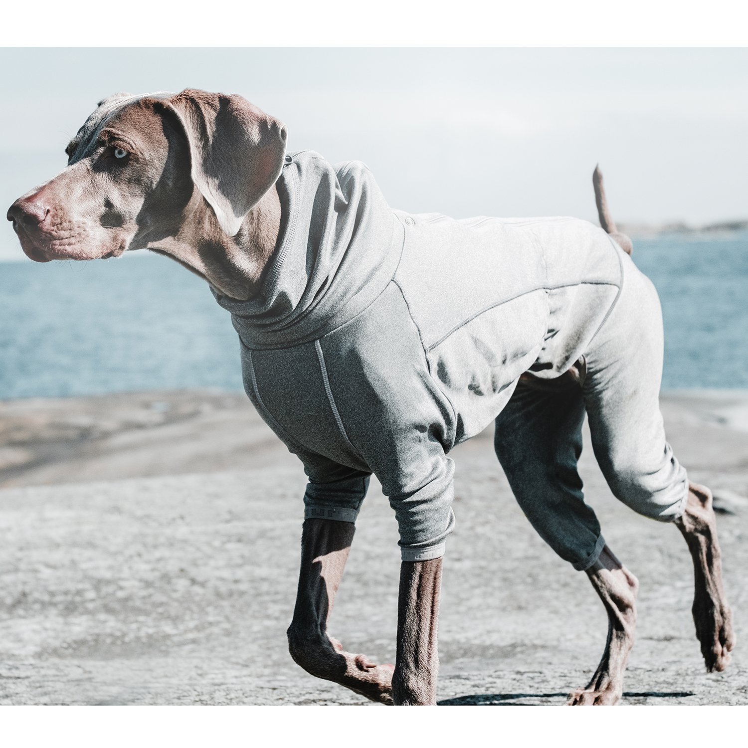 Hurtta Body Warmer Dog Recovery Suit - Carbon Grey 12M - Post-Surgery Protective Vest for Dogs | Perfect for Cold Weather & Wound Healing