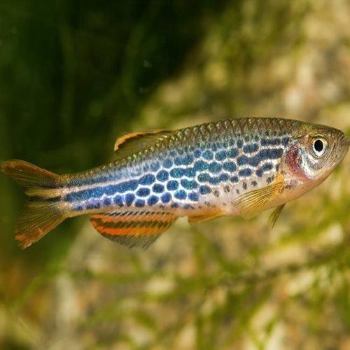 Leopard Danio Fish (Brachydanio Frankel) - Freshwater Aquarium Fish for Home & Office Tanks | Perfect for Beginners & Community Aquariums